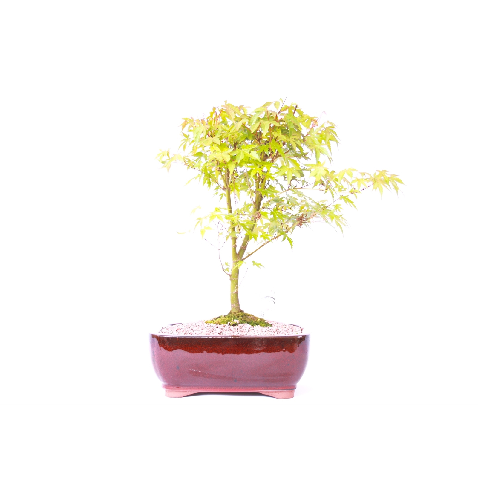 11" Bonsai Tree Bunnings Australia