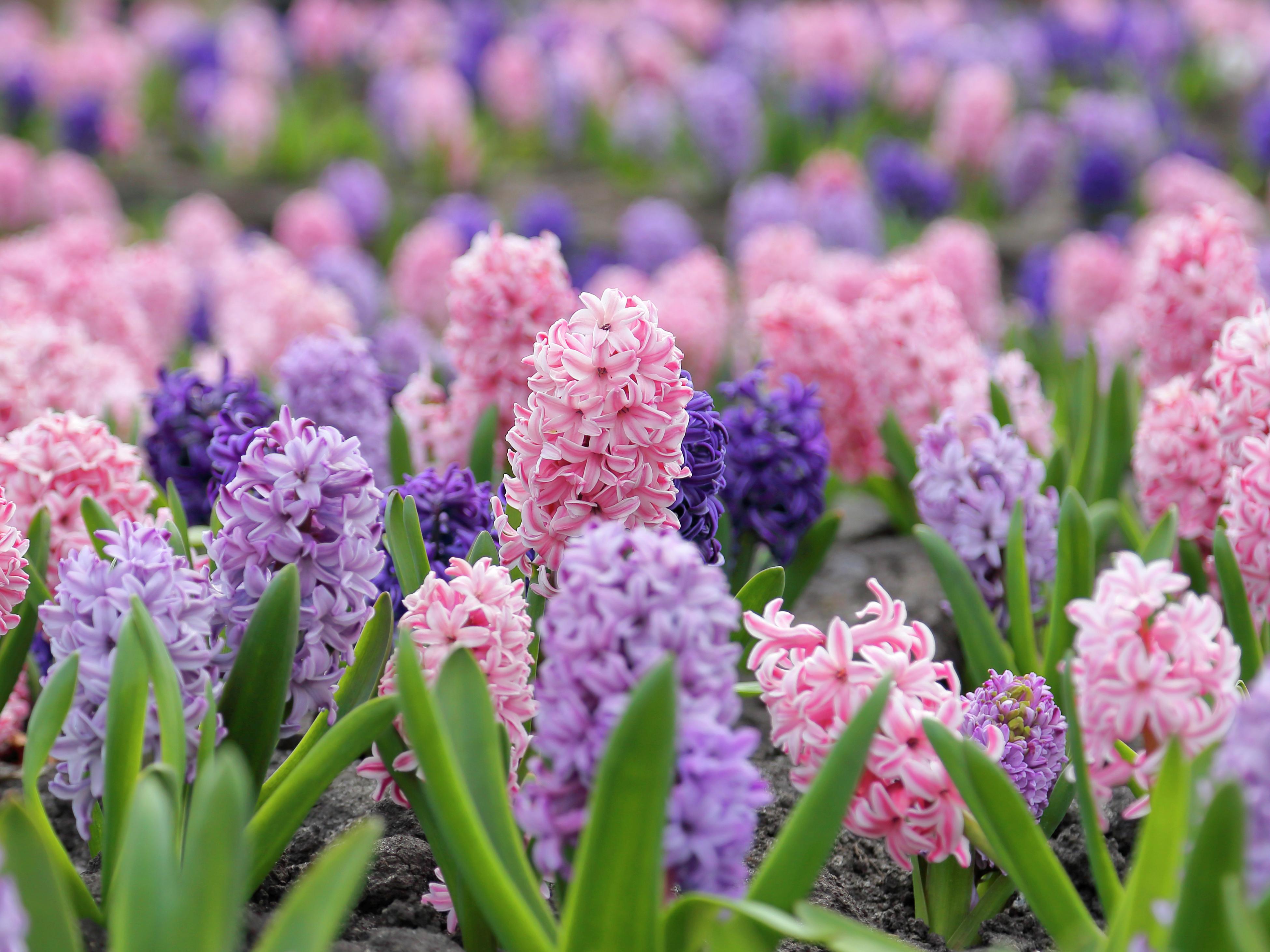 How To Grow And Care For A Hyacinth - Bunnings Australia