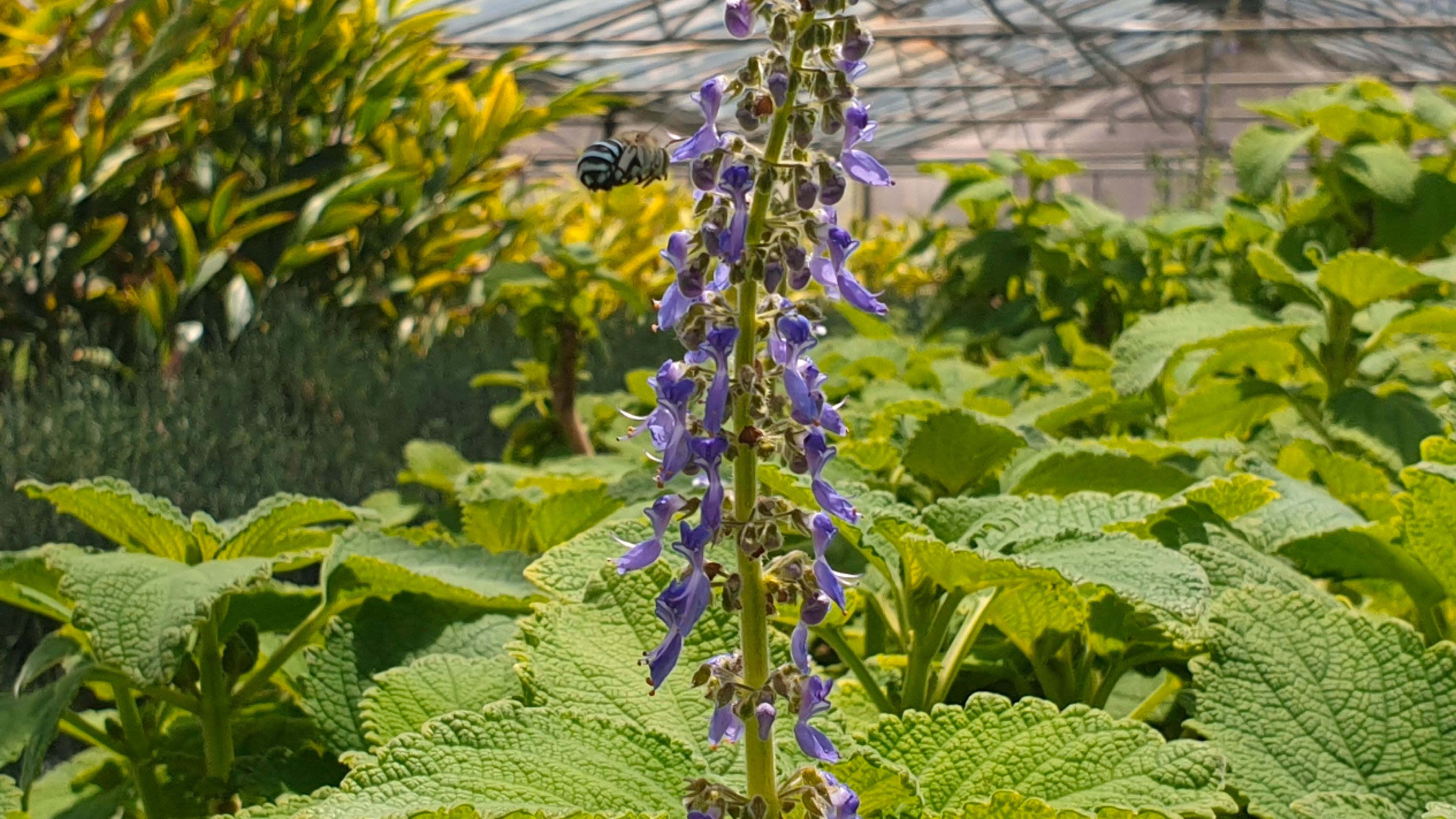 Bee hovering over purple bush basil flower
