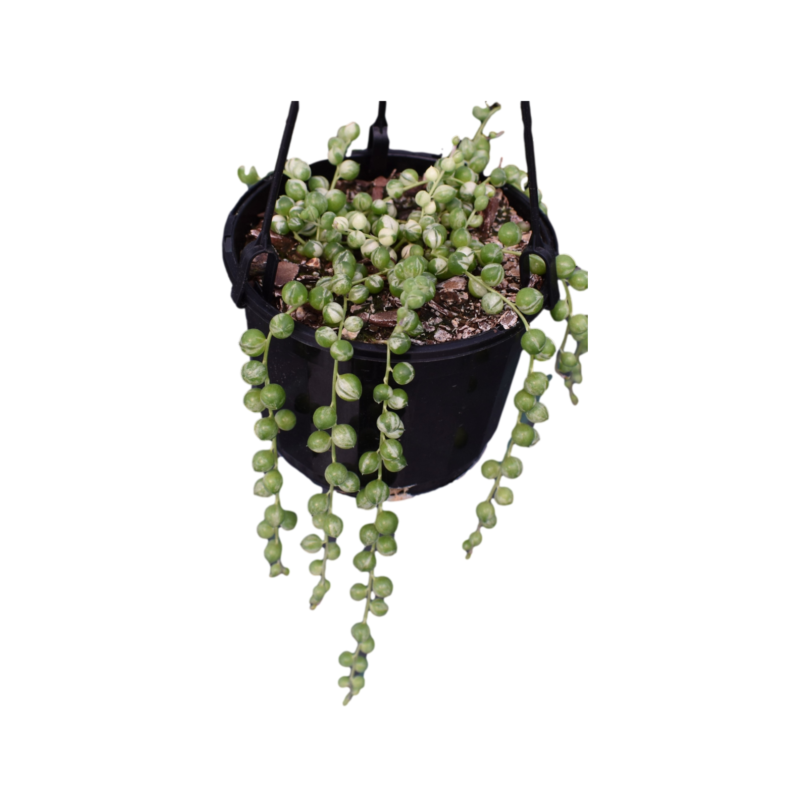 115mm String of Pearls Hanging Basket Senecio rowleyanus Variegated