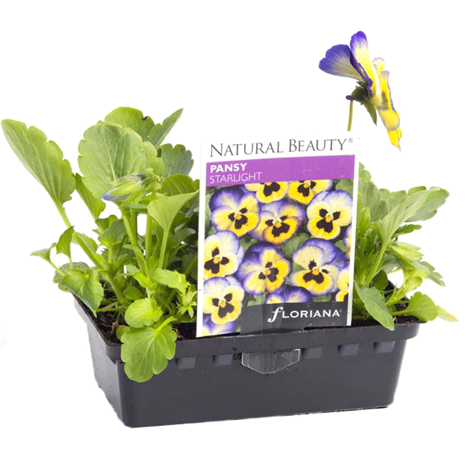 Pansy Starlight Viola x wittrockiana Bunnings Australia