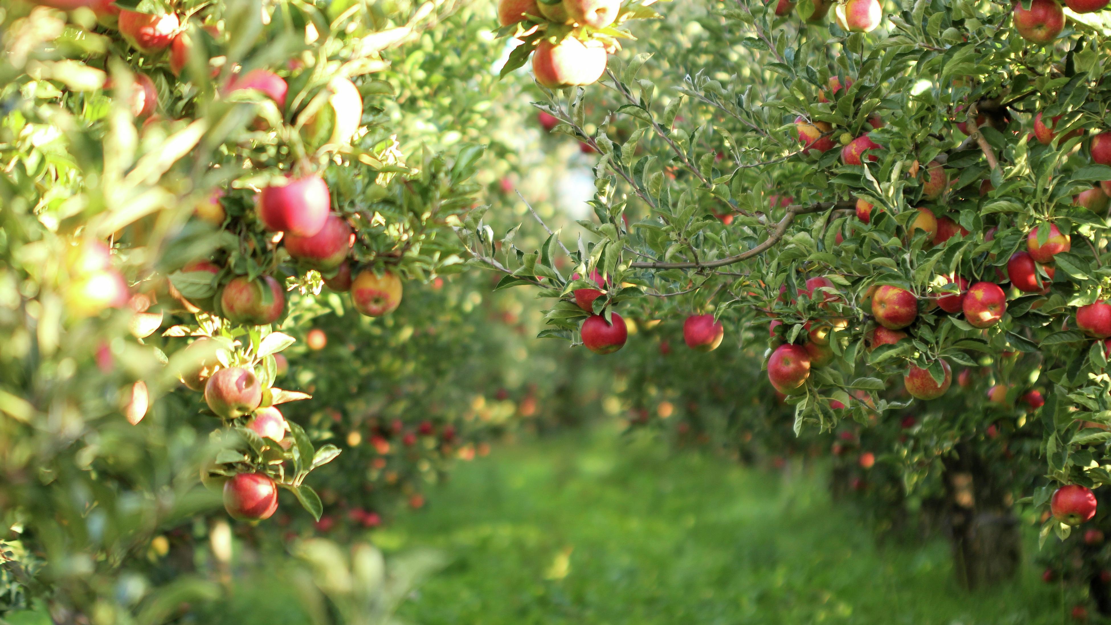 Why Can't I Buy A Pink Lady Apple Tree? - Gardening Tips, Advice and  Inspiration