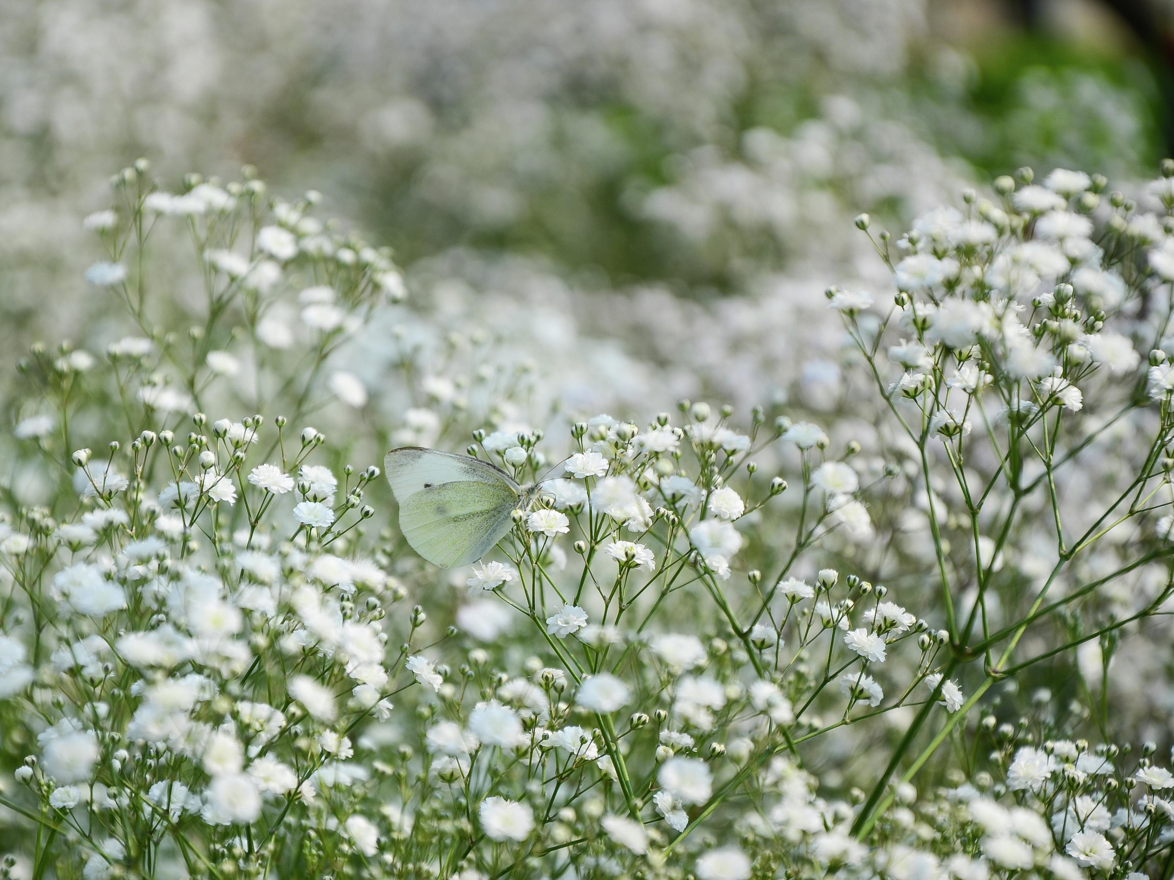 Unicorn Baby's Breath