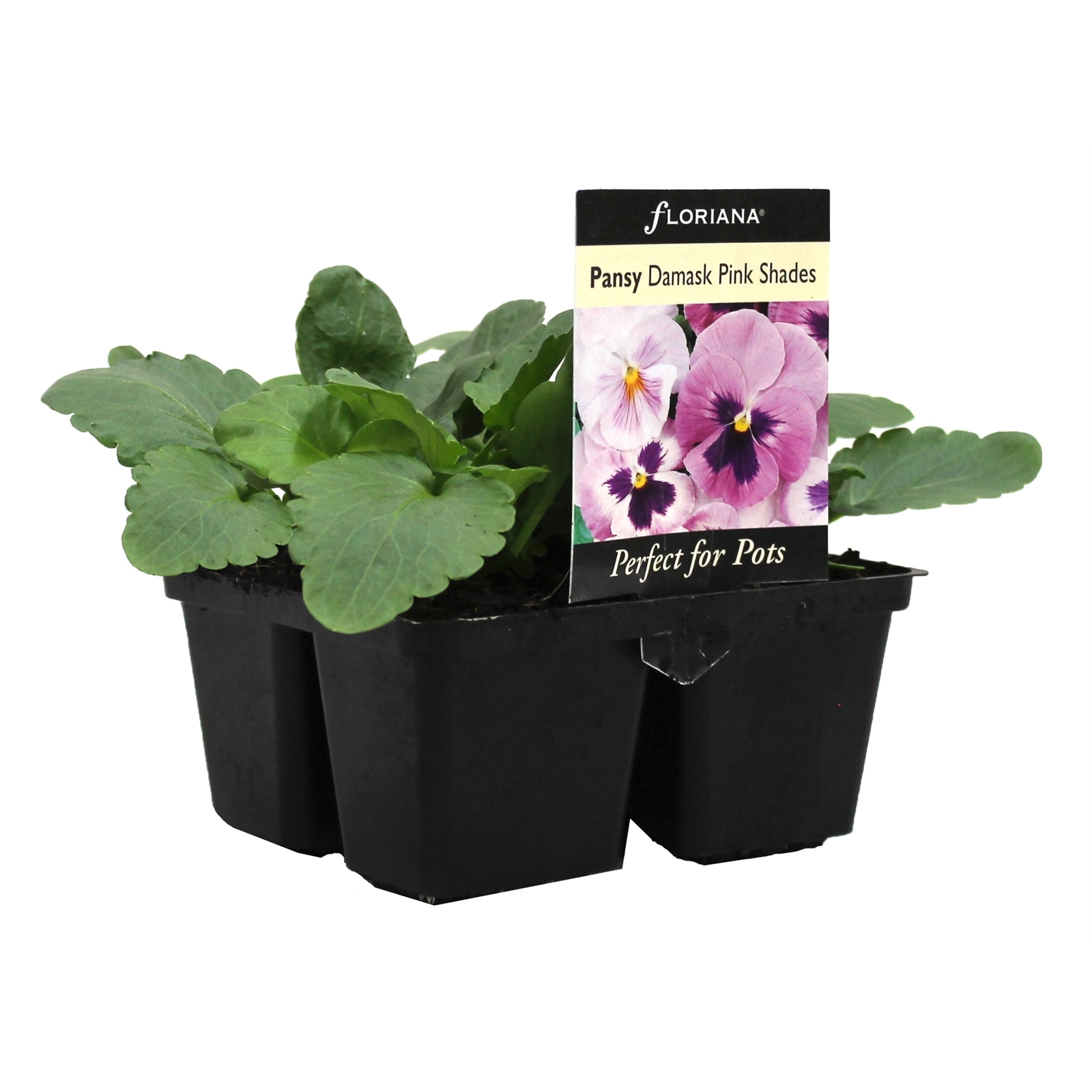4 Cell Pansy Damask Pink Shades Viola x wittrockiana Bunnings Australia