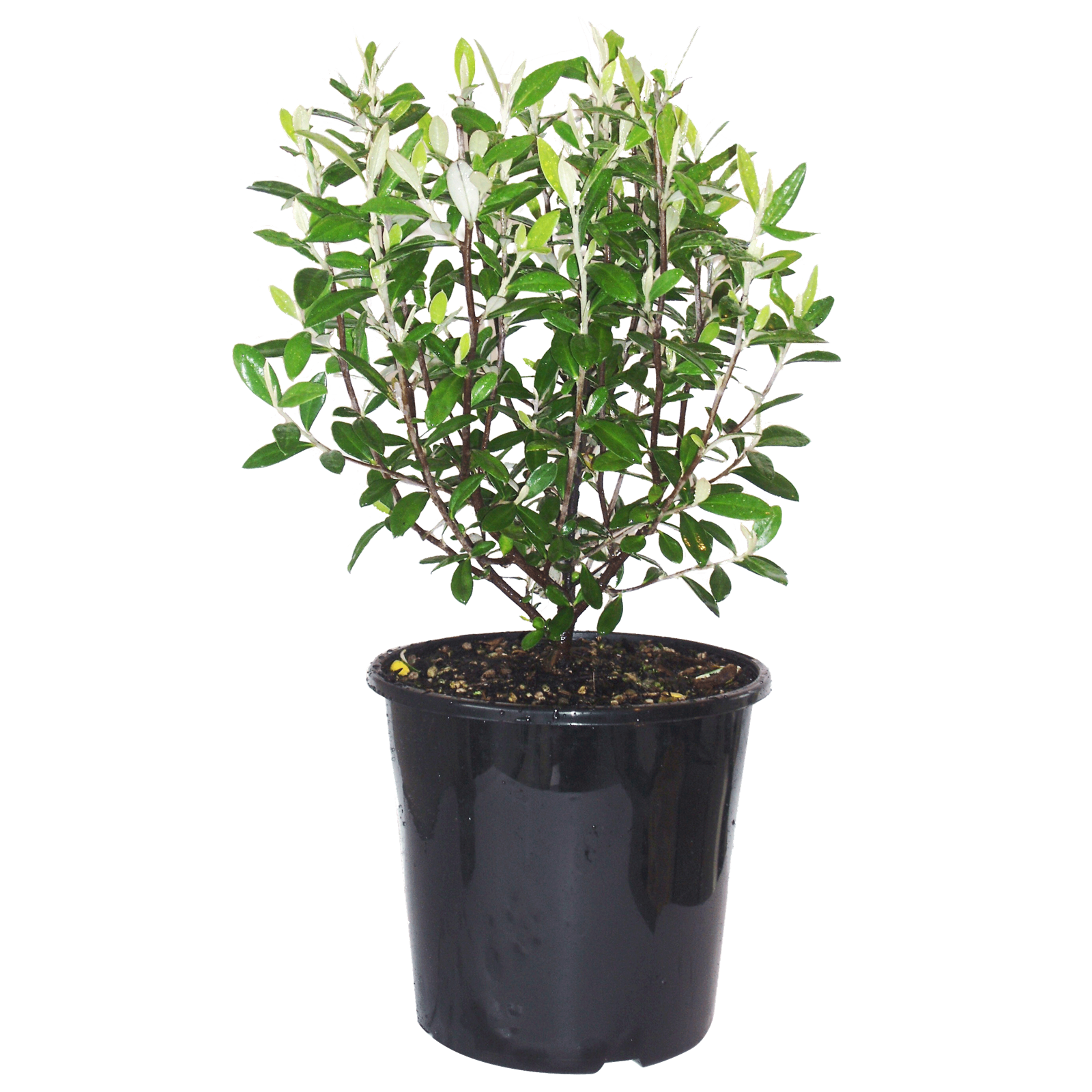 4L Corokia Geenty's Green - Corokia buddleioides - Bunnings New Zealand