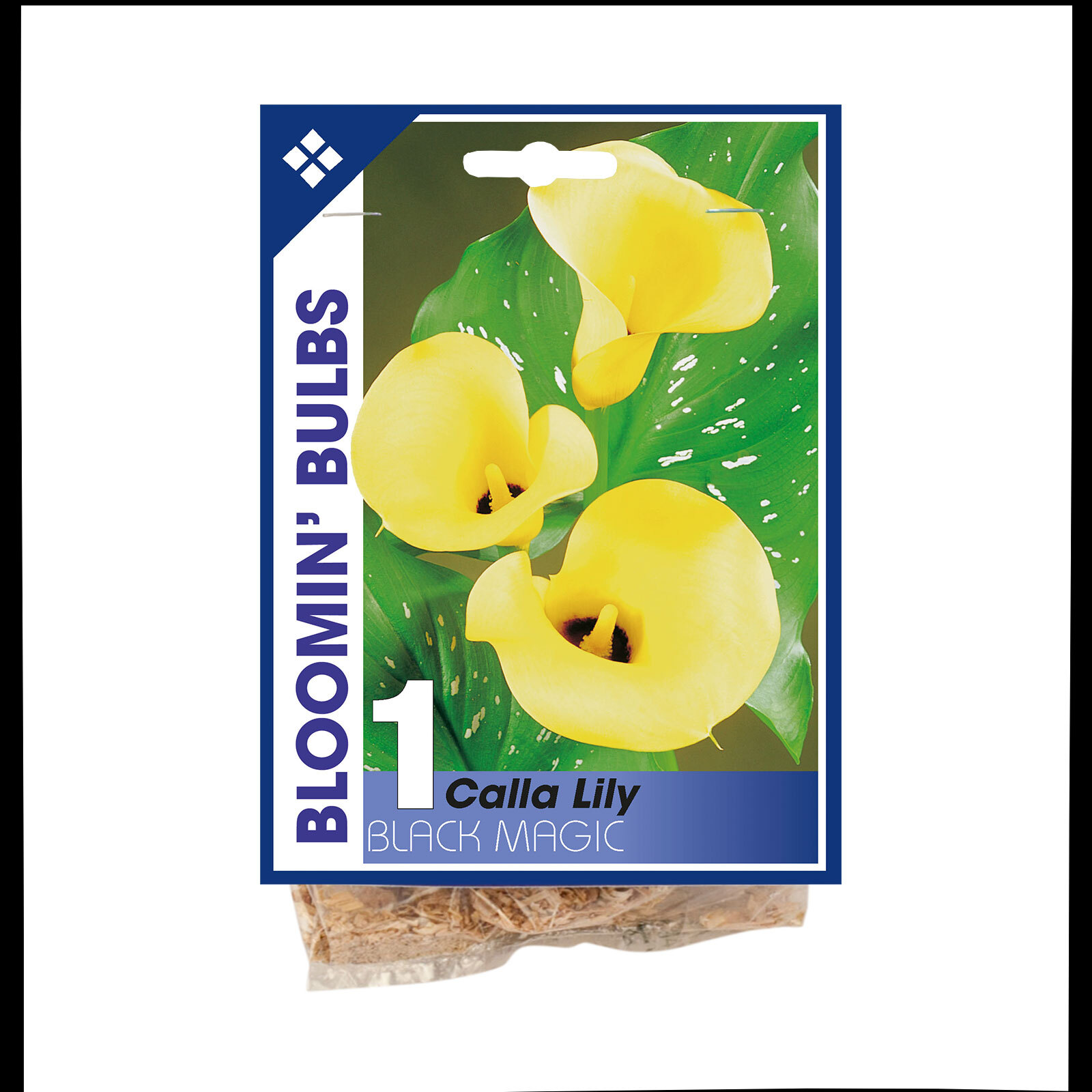 Bloomin Bulbs Calla Lily Black Magic 1 Pack Bunnings Australia
