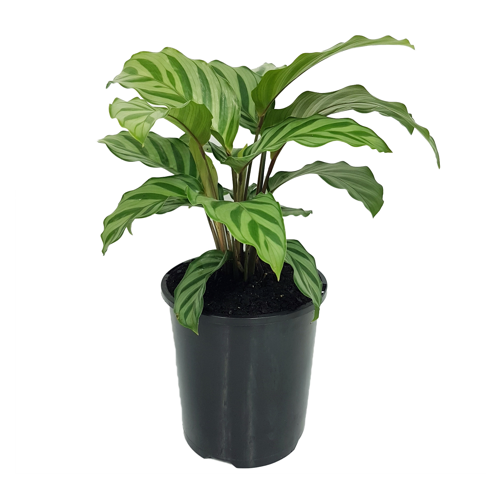 125mm Calathea Freddy - Calathea concinna - Bunnings Australia