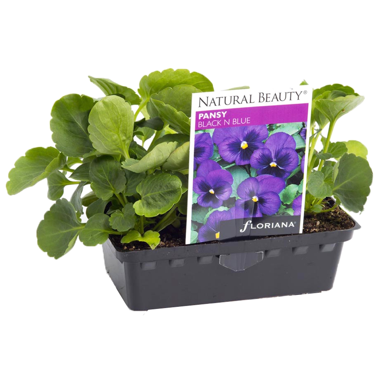 Pansy Black N Blue Viola x wittrockiana Bunnings Australia