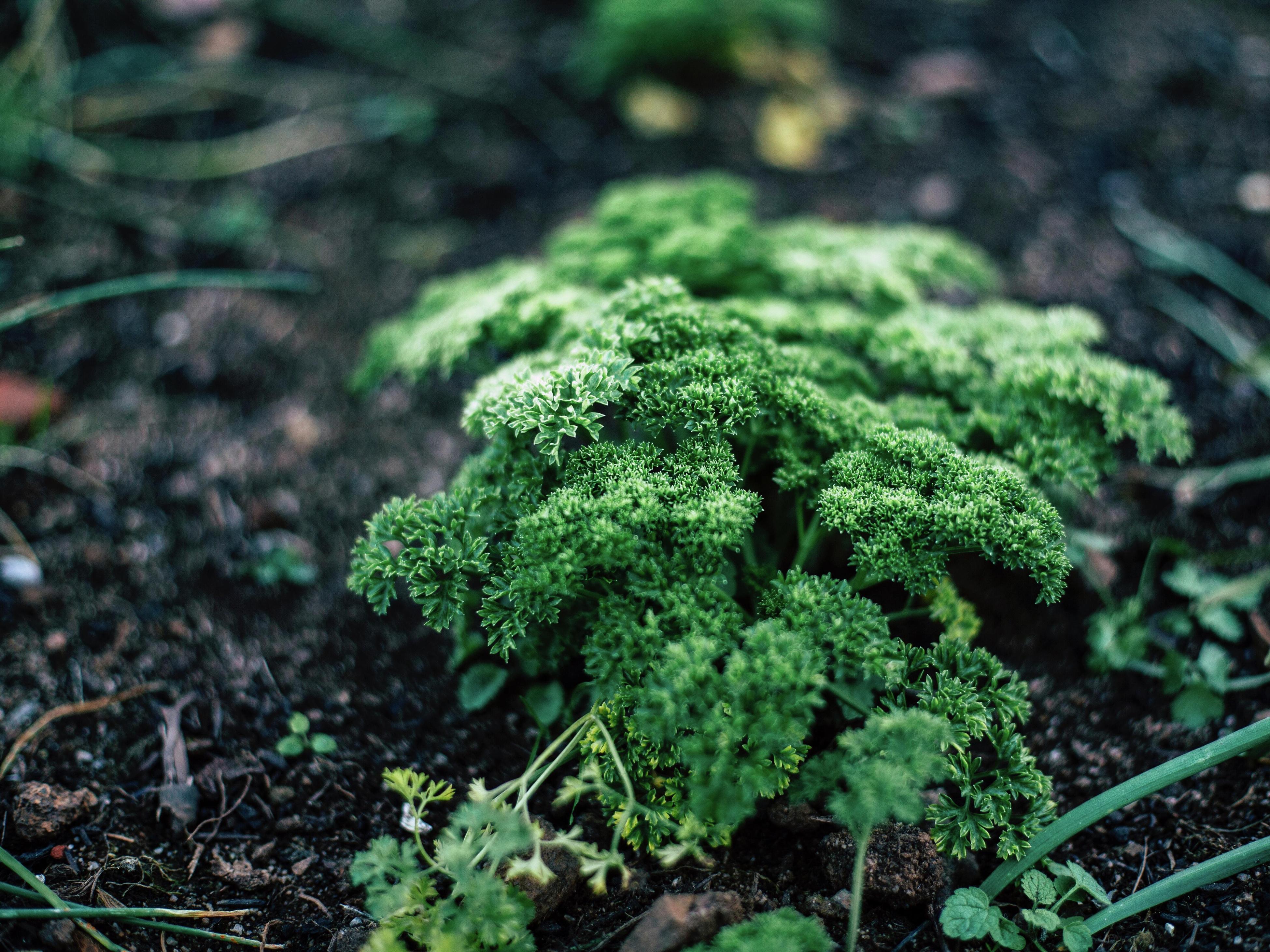 How To Grow And Care For Curly Parsley Bunnings Australia