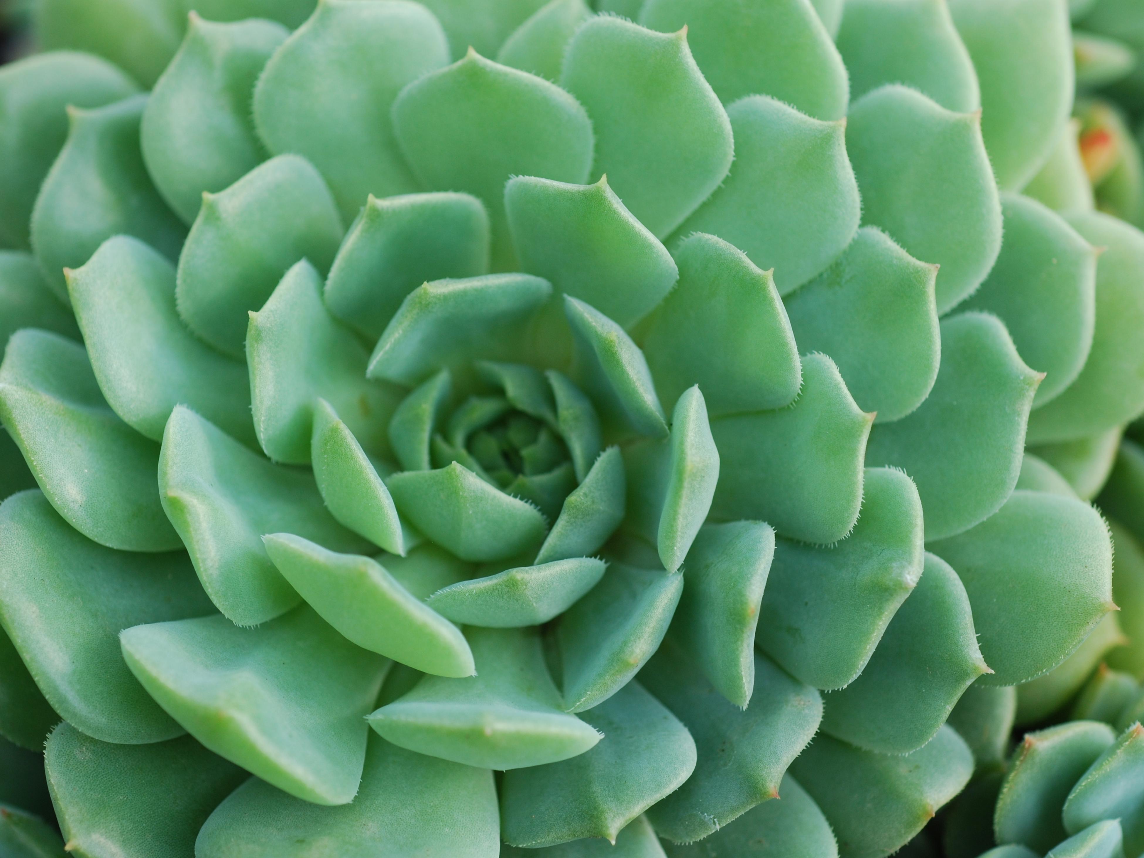 Succulents & Cacti Cactus Plants Bunnings New Zealand