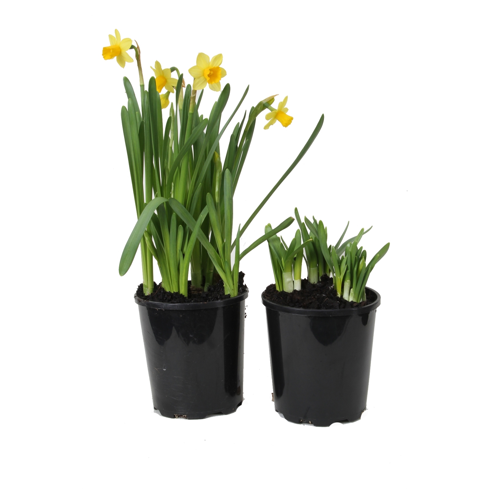 125mm Tete A Tete Daffodil - Bunnings Australia