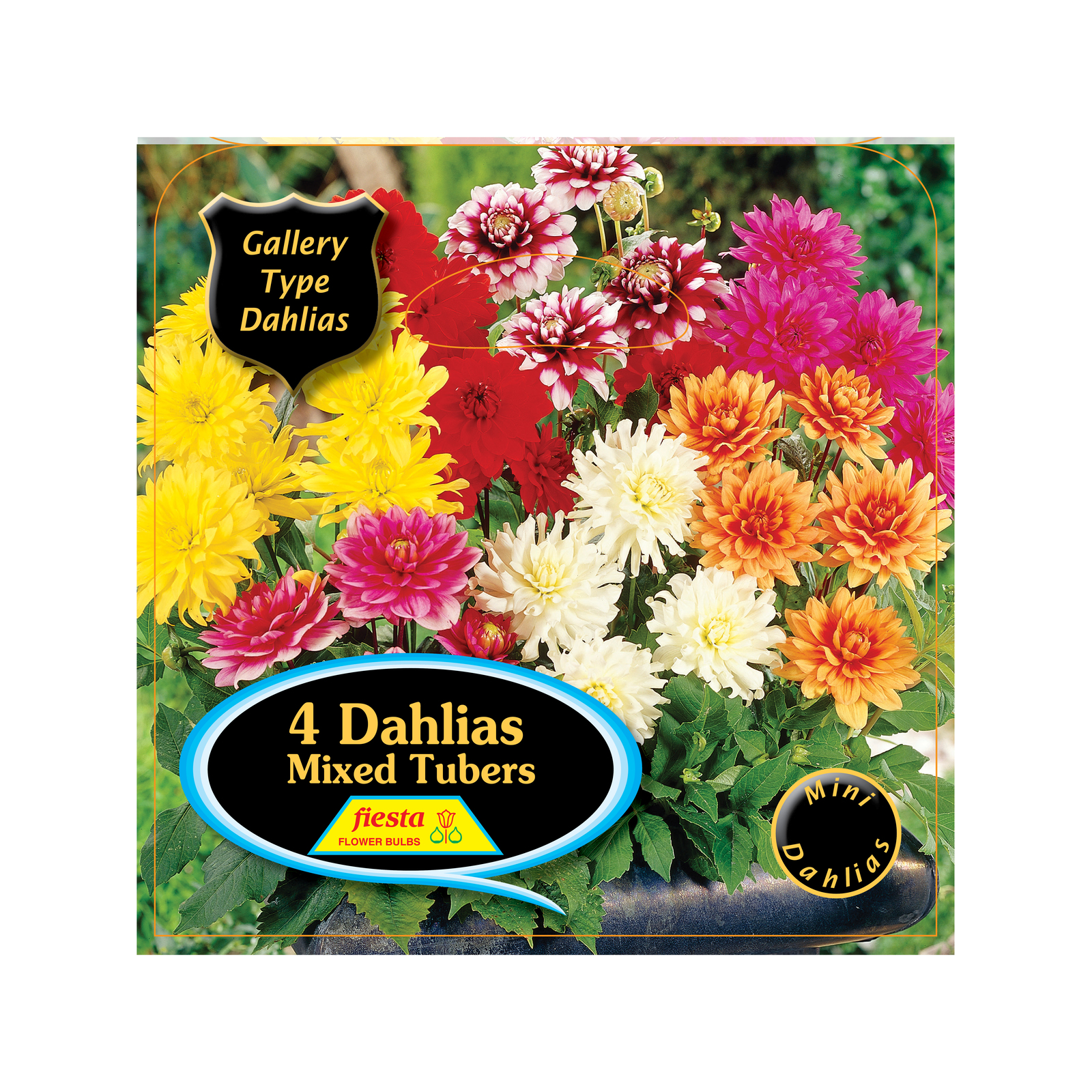 Bulb Dahlia Gallery Mixed 4 Pack Bunnings New Zealand