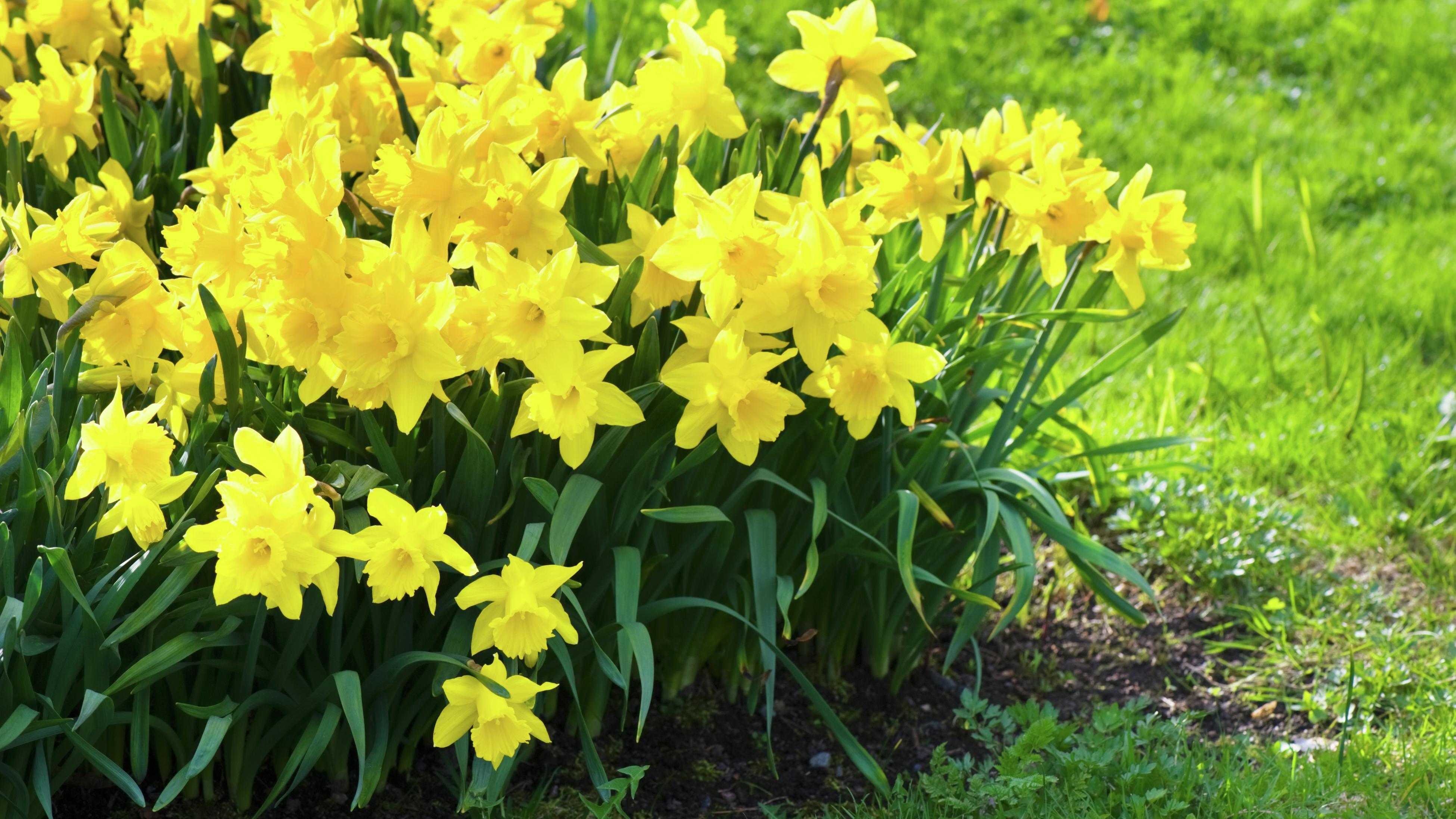 Yard and Garden: Caring for Daffodils