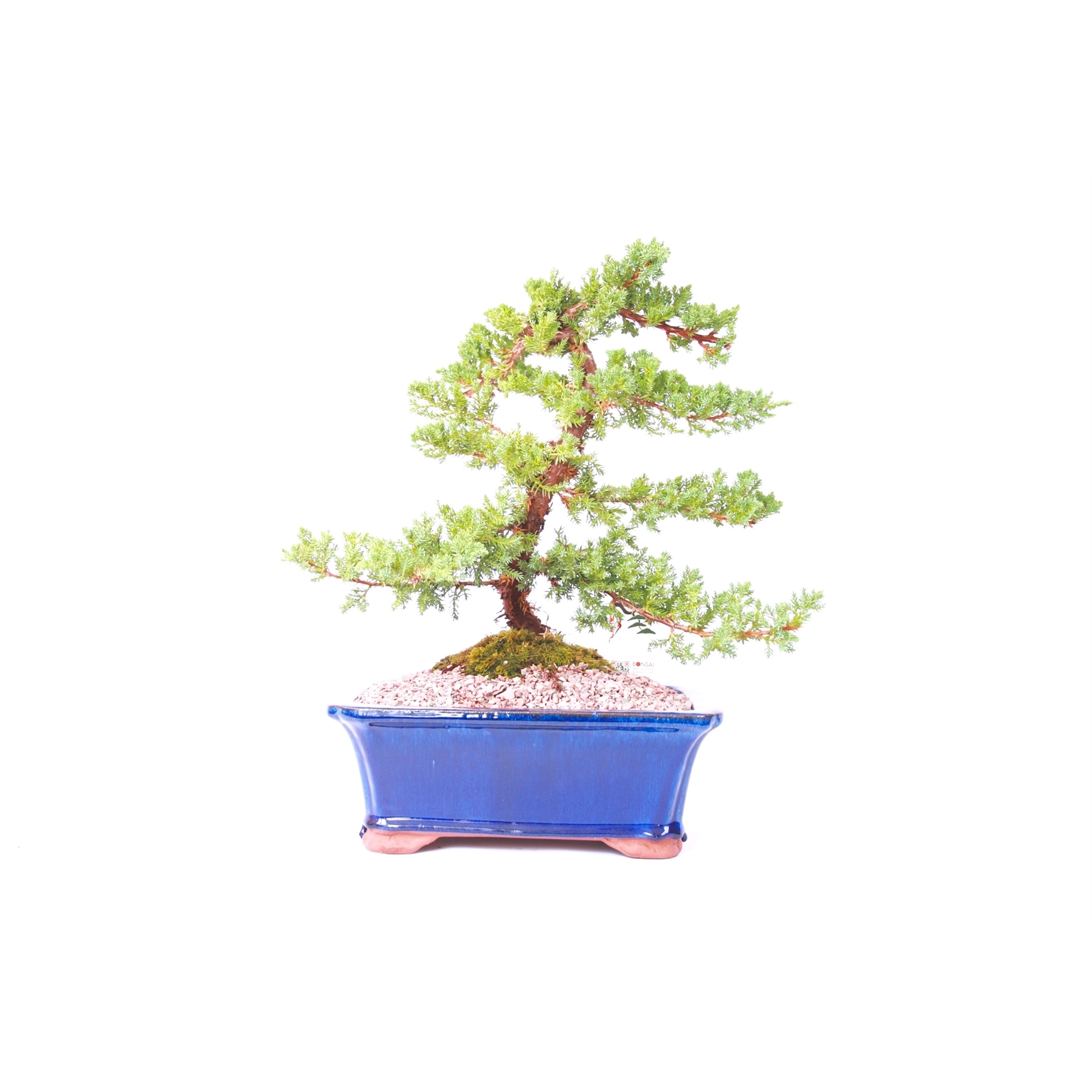 12" Bonsai Tree Bunnings Australia