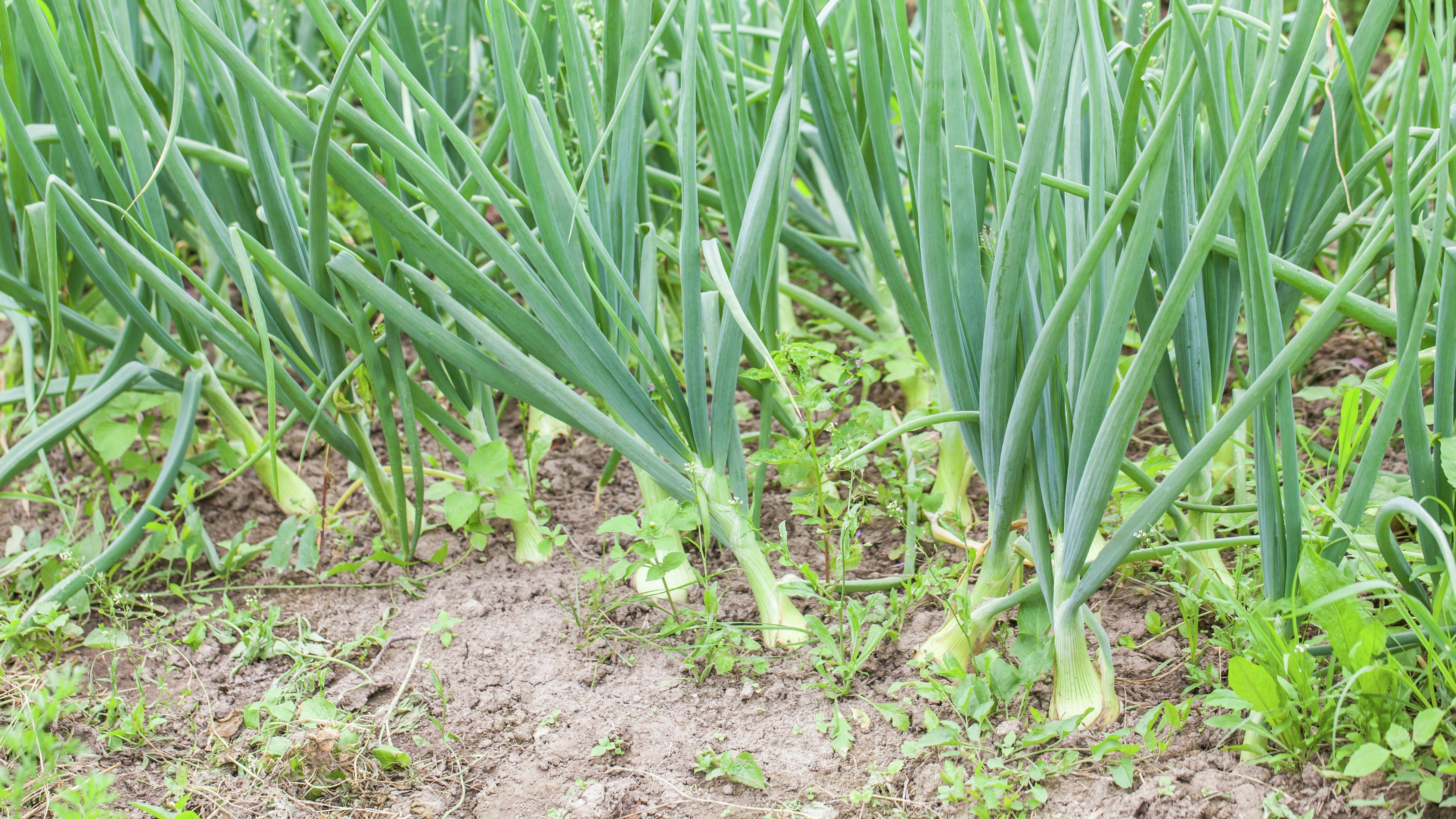 Spring onions growing in a garden patch
