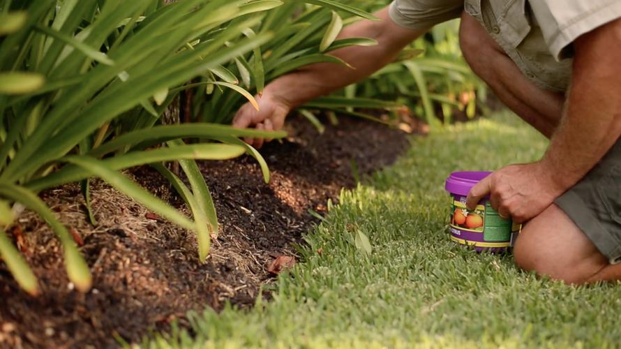 Man kneeling on grass adding fertiliser to garden bed