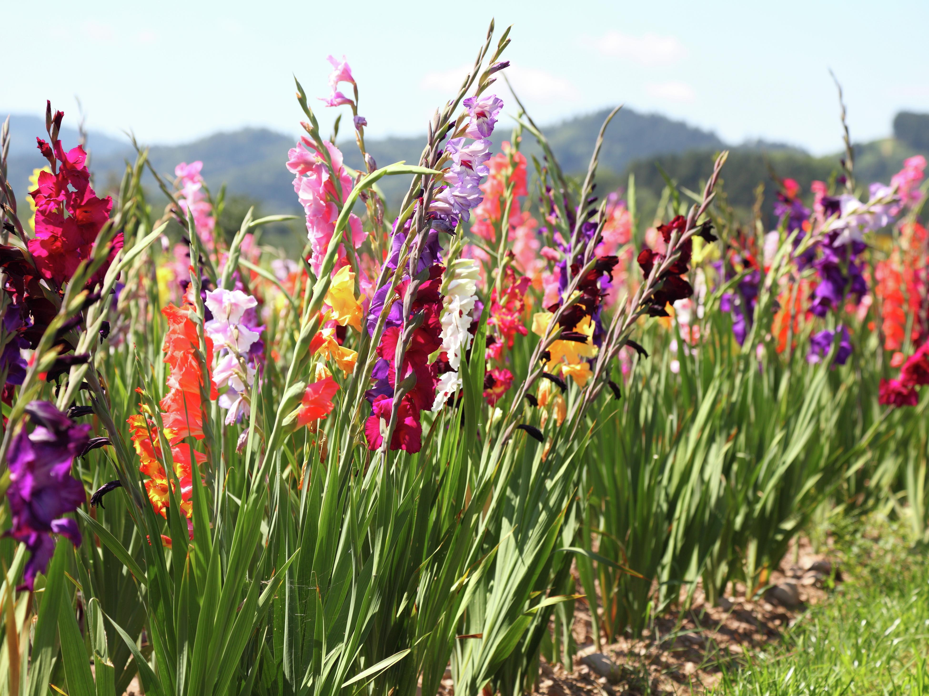 How To Grow Gladioli - Bunnings Australia