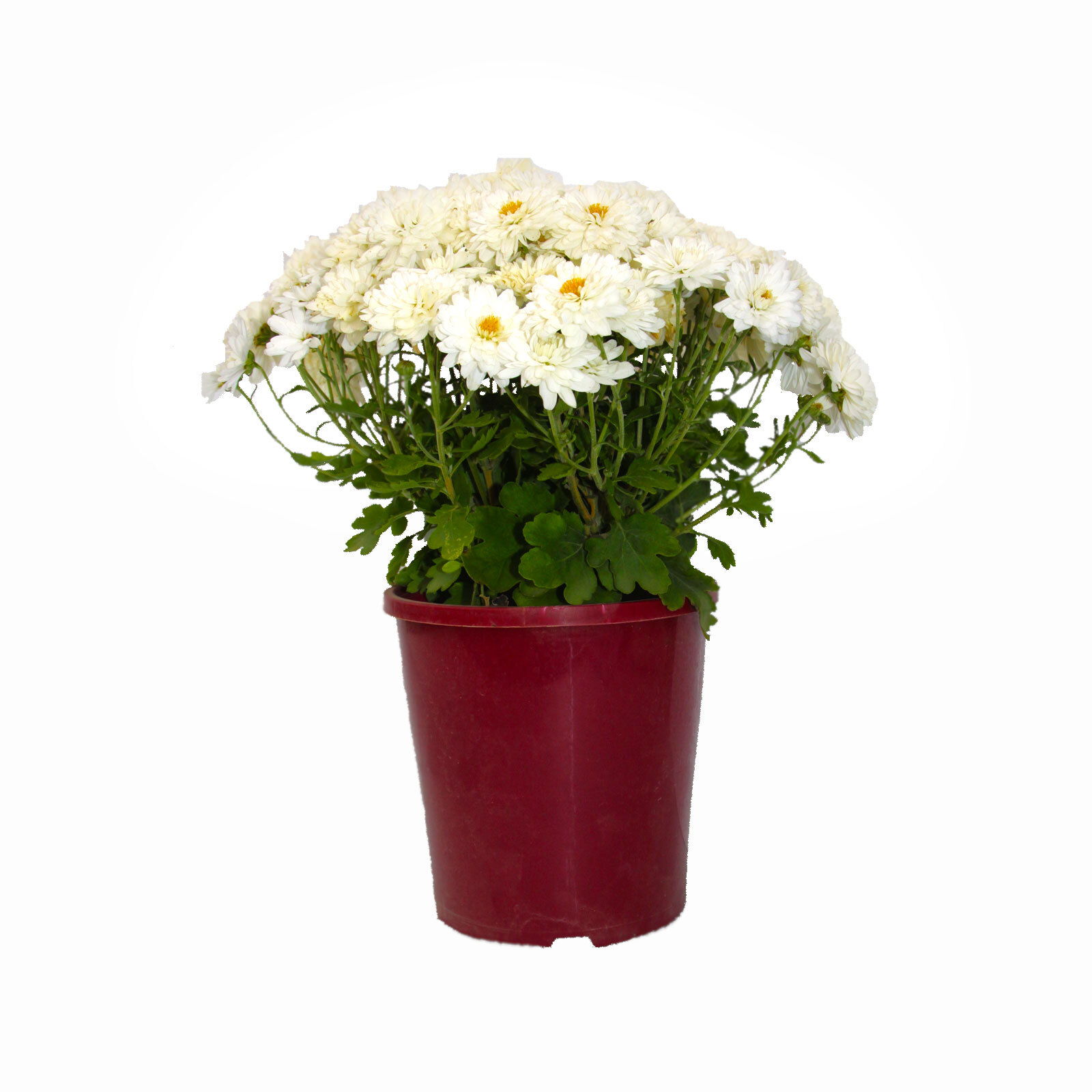 100mm Chrysanthemum Swifty Dendranthema grandiflora Bunnings Australia
