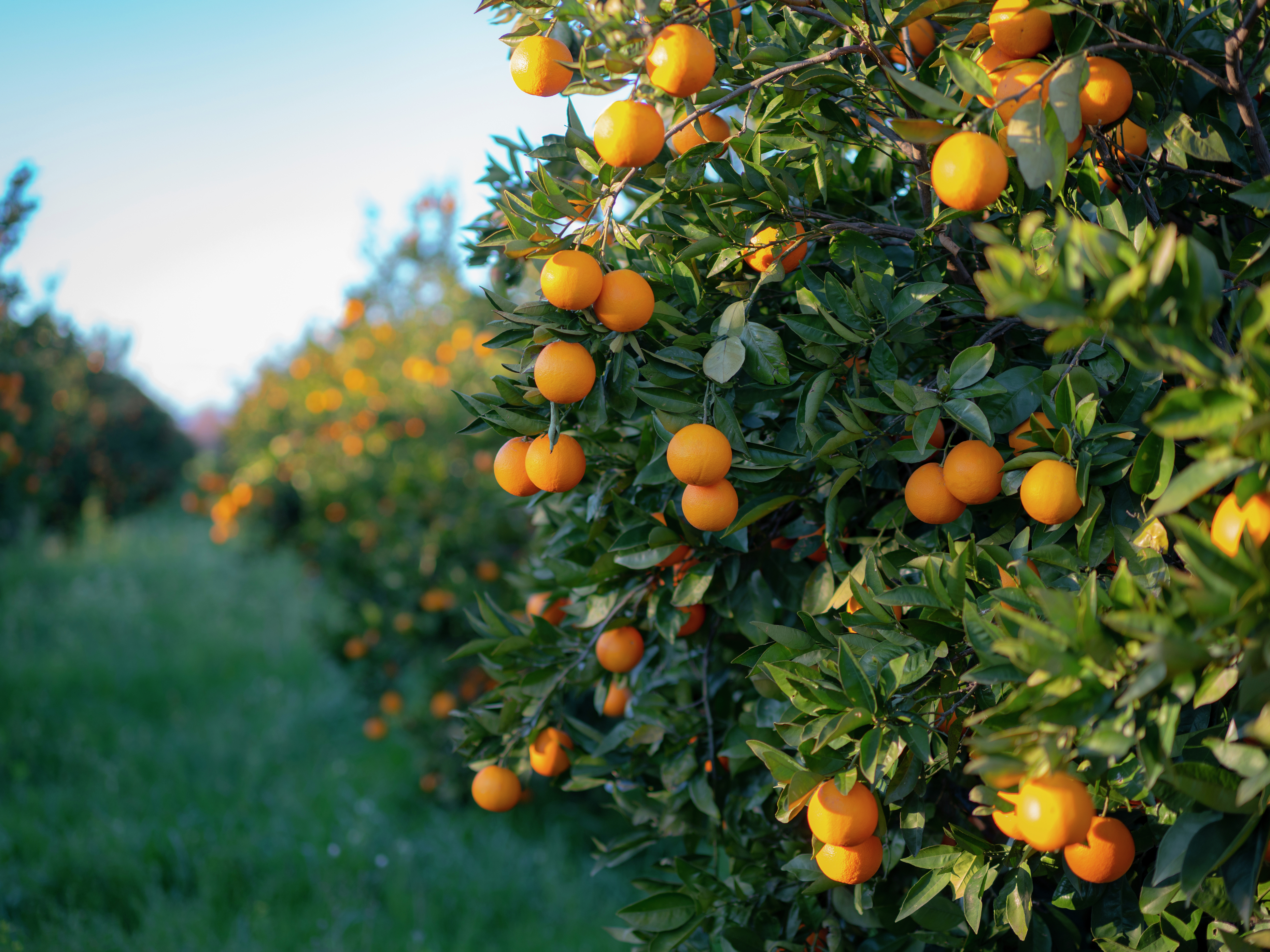 How To Plant, Grow And Care For A Mandarin Tree - Bunnings Australia