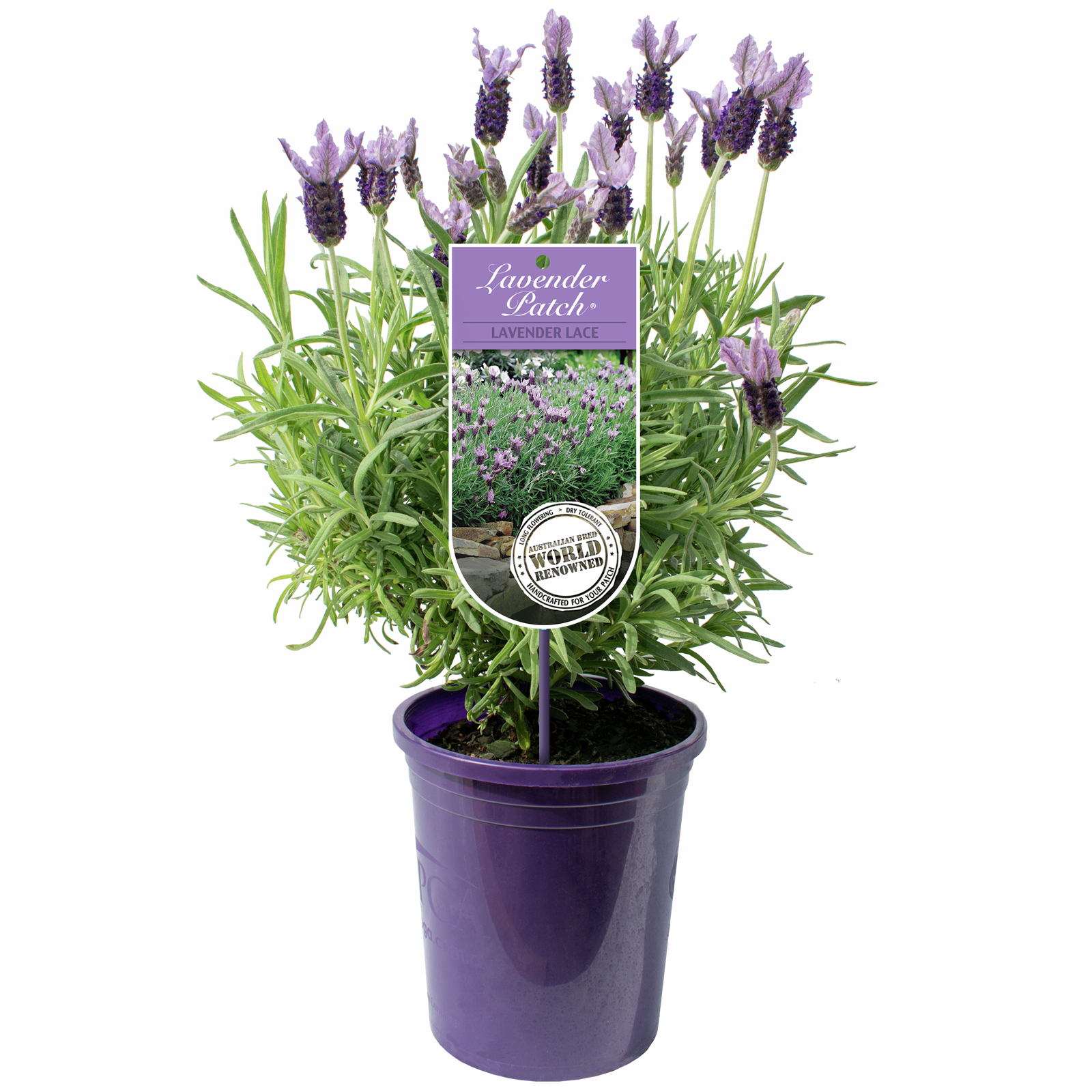 140mm Lavender Lace - Lavandula species - Bunnings Australia