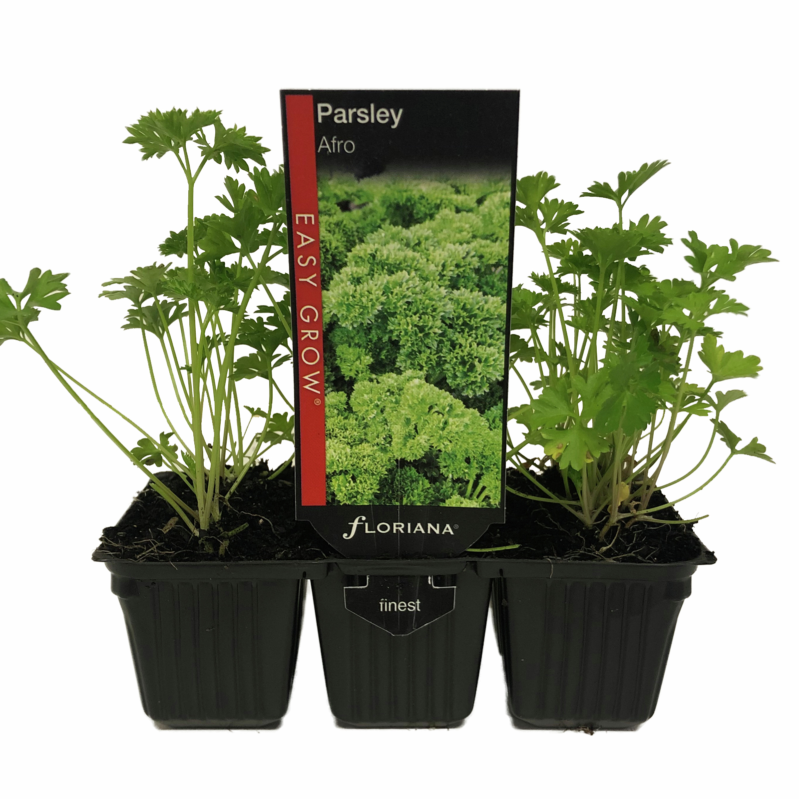 Parsley Afro Petroselinum crispum 6 cell Bunnings Australia