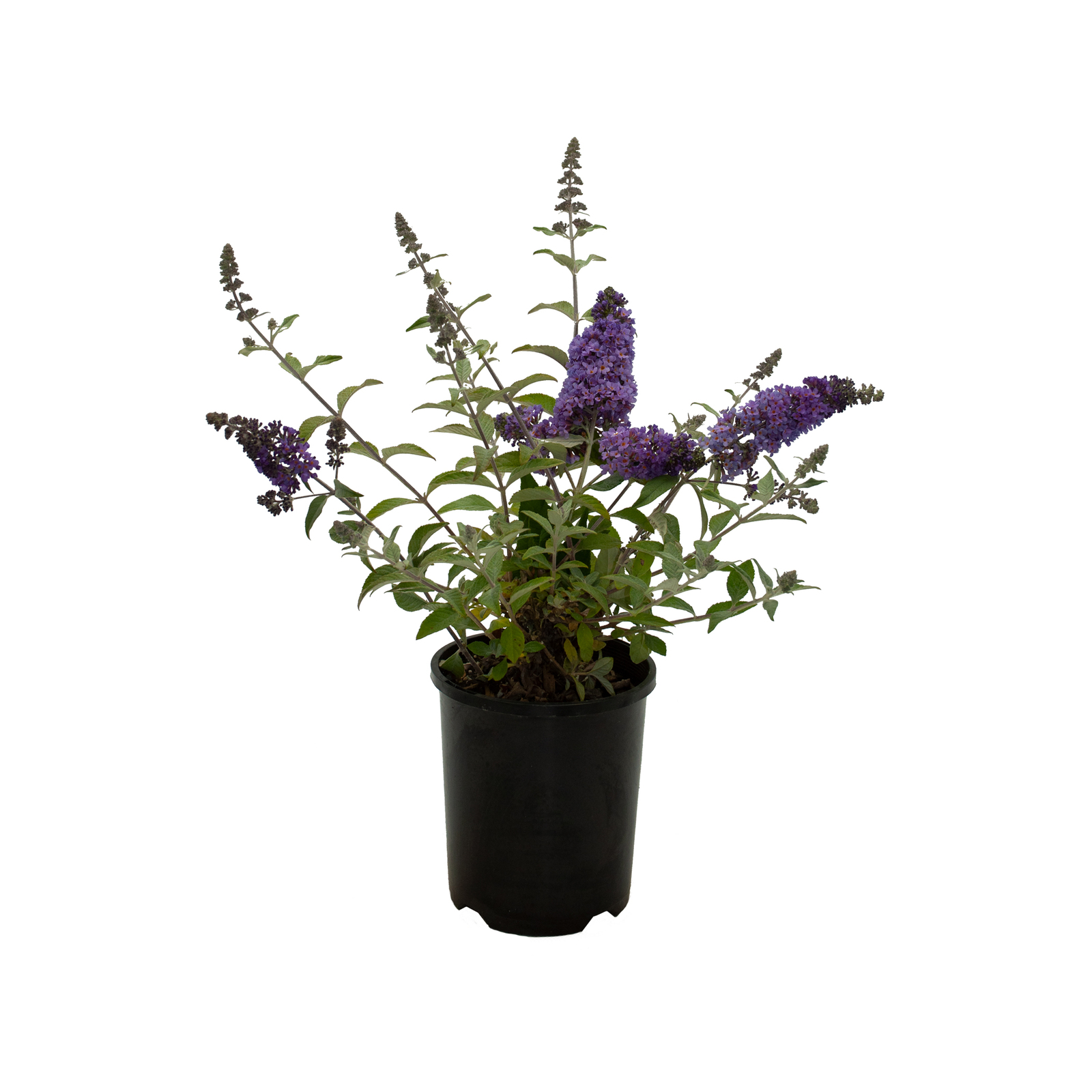 140mm Lavender Cupcake - Buddleja davidii - Bunnings Australia