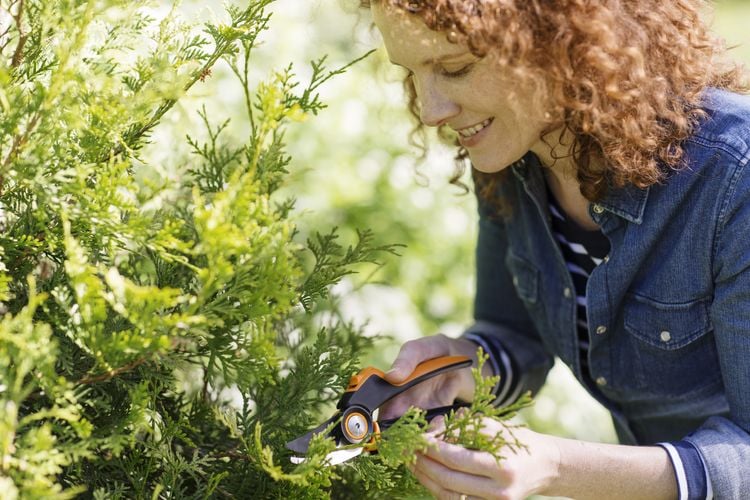 Person trimming bush with pruners