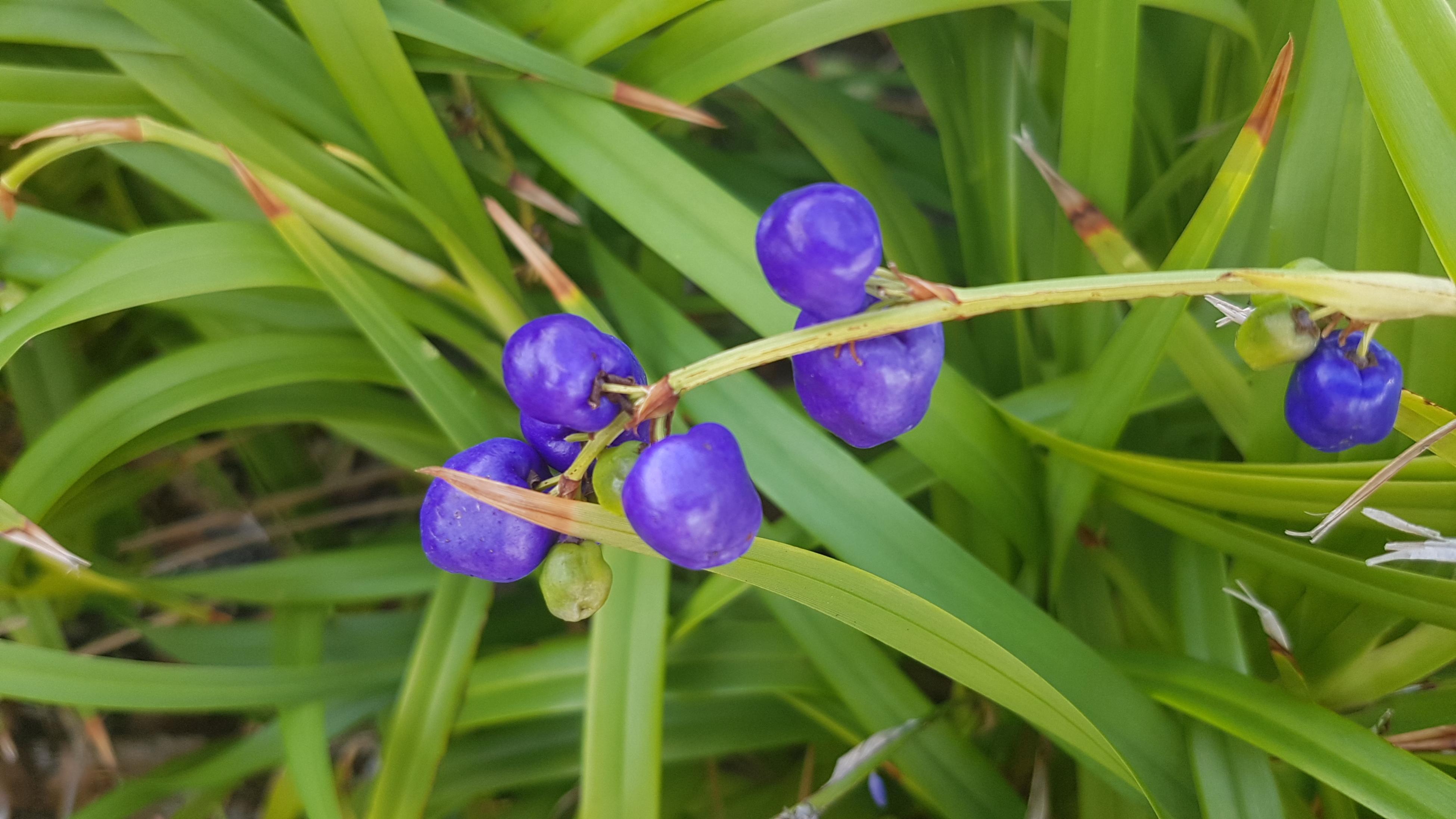 A blueberry lily bush with fruit