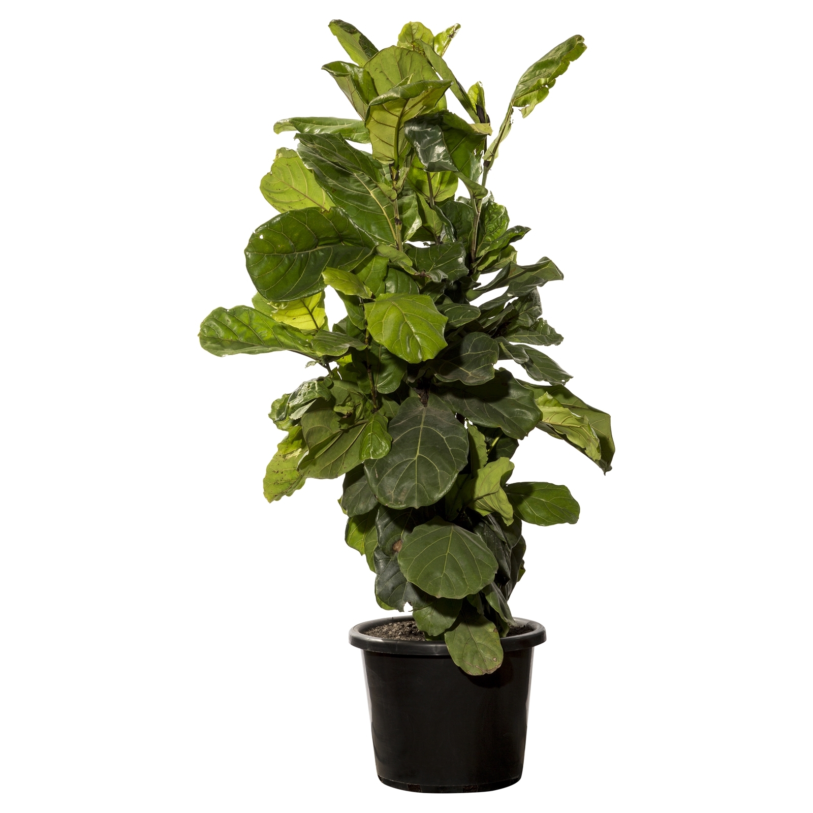 400mm Fiddle Leaf Fig Ficus lyrata Bunnings Australia