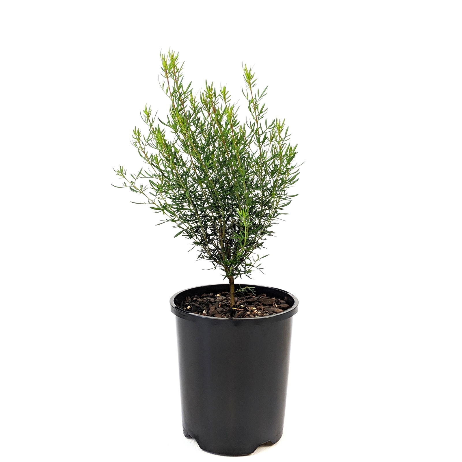 140mm Carousel - Boronia molloyae x heterophylla - Bunnings Australia