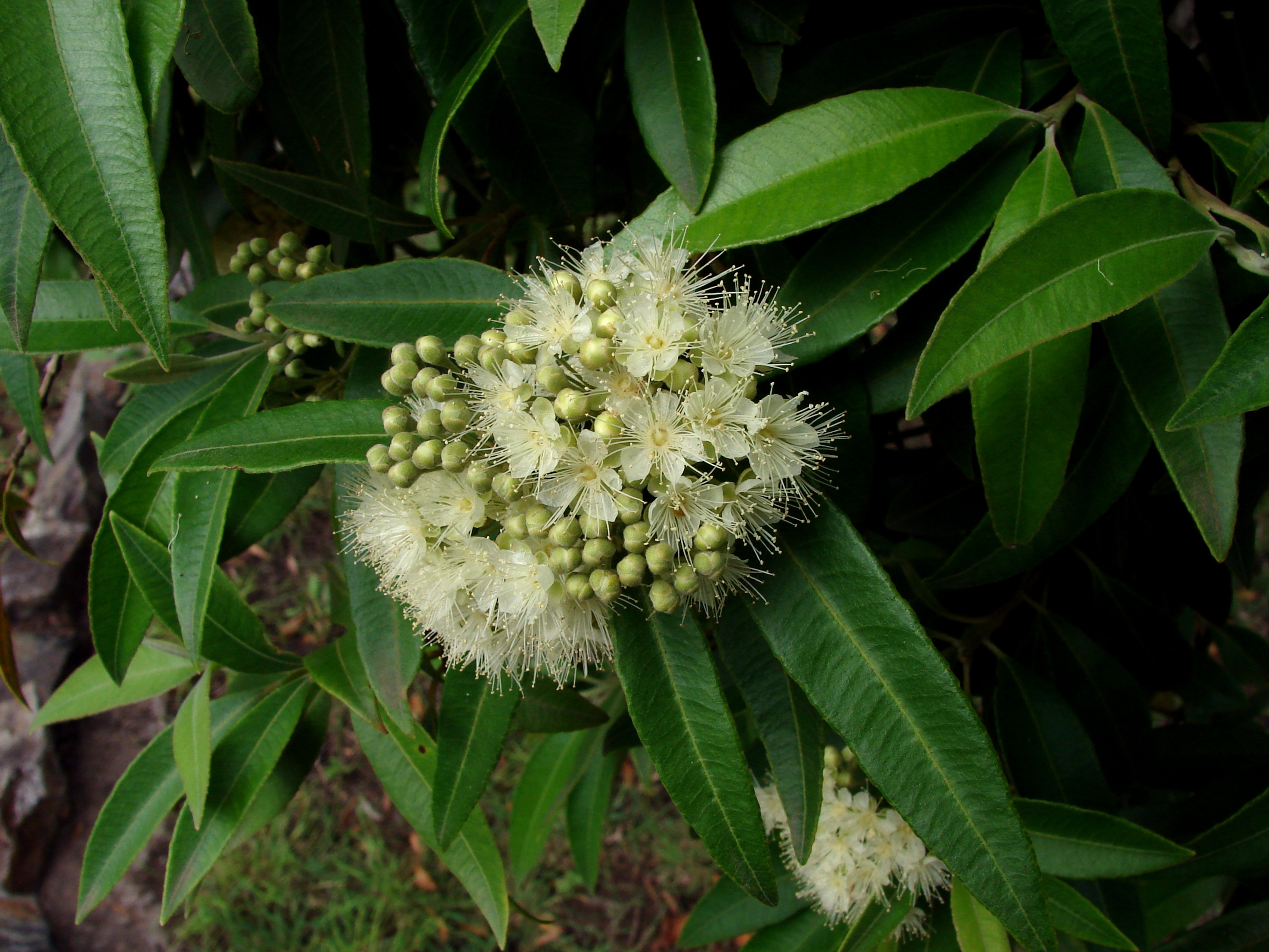 Close-up of white flowers on a lemon myrtle plant