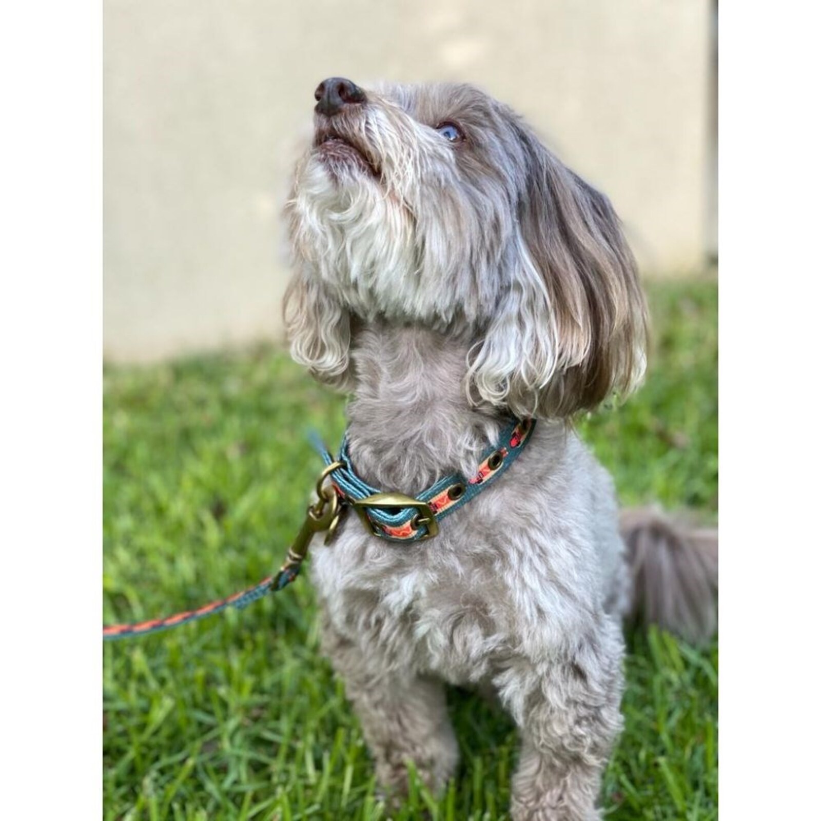 Kip & Co Dog Collar Hot Diggity Dog Large Bunnings Australia