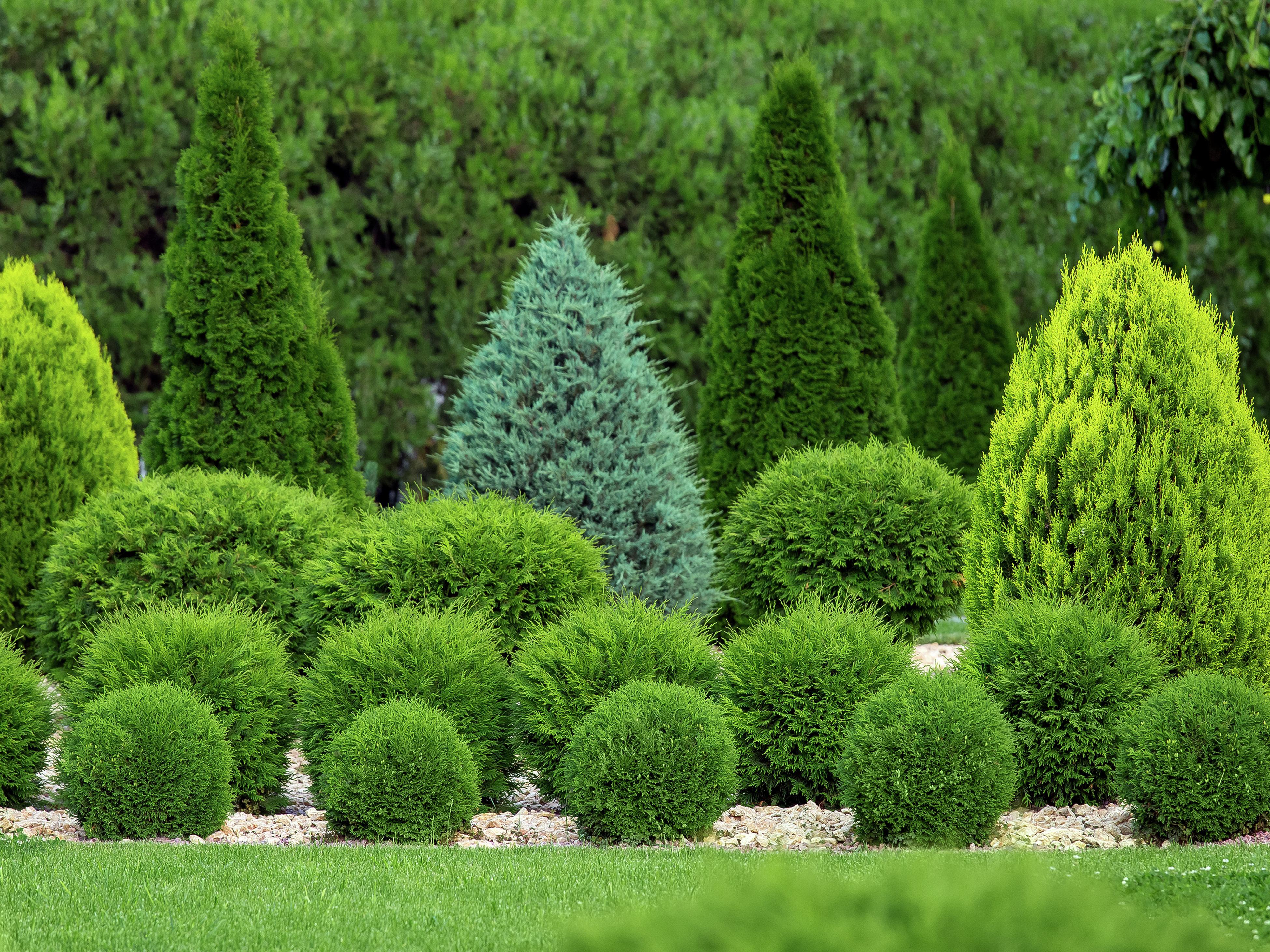 Medium-height Shrubs