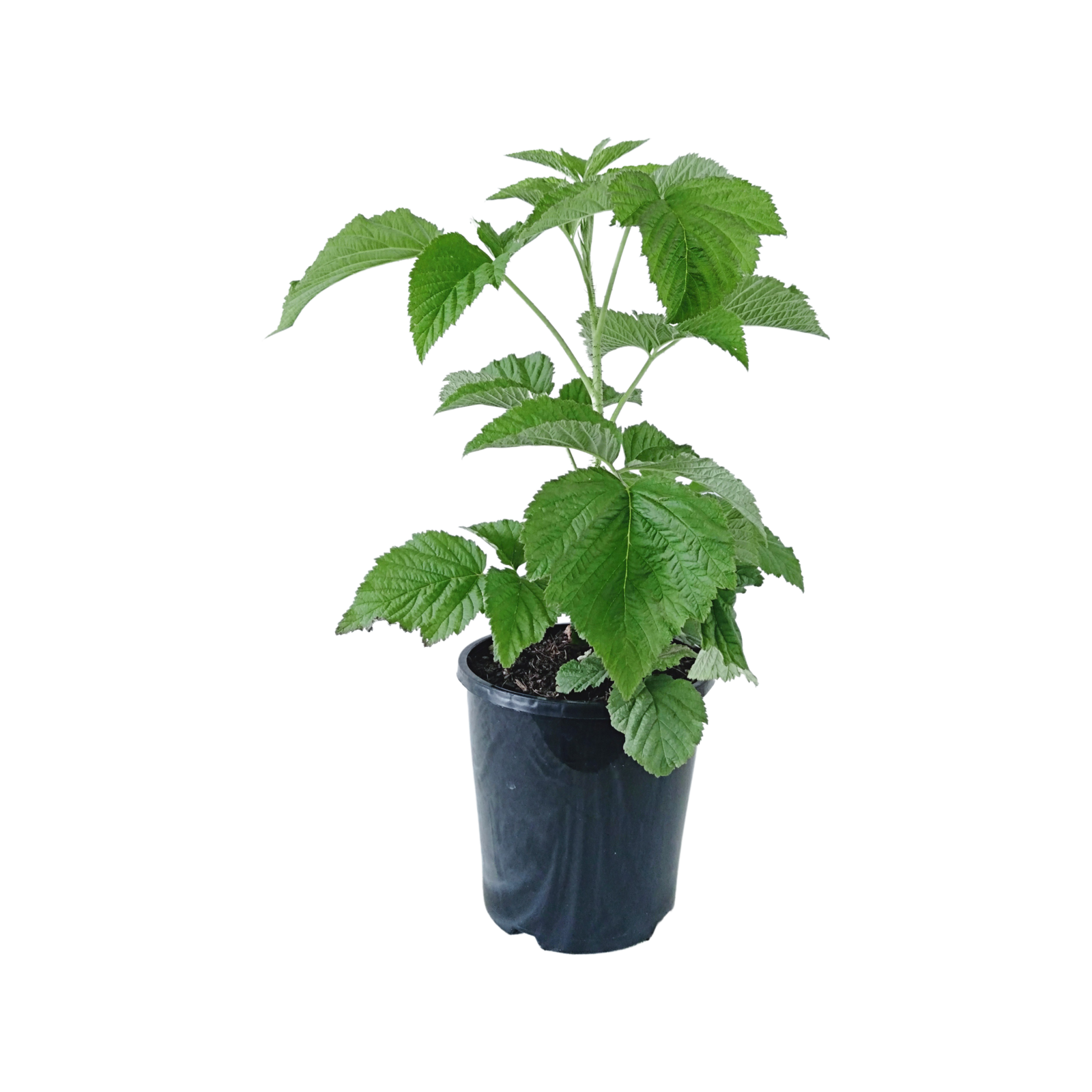 140mm Chilcotin Raspberry - Rubus idaeus - Bunnings Australia