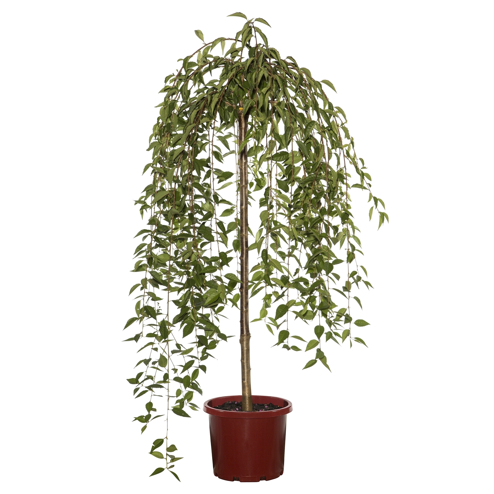 330mm Weeping Cherry Snow Fountains Prunus Bunnings Australia