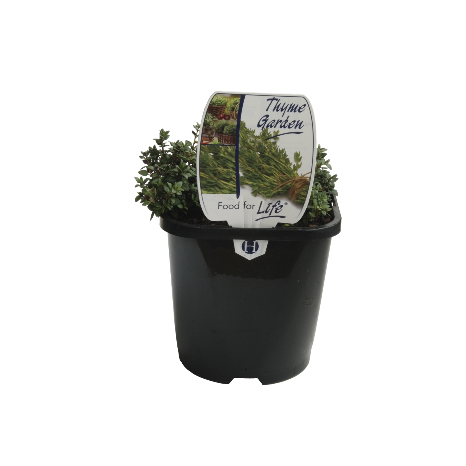 125mm Thyme Garden Thymus vulgaris Bunnings Australia