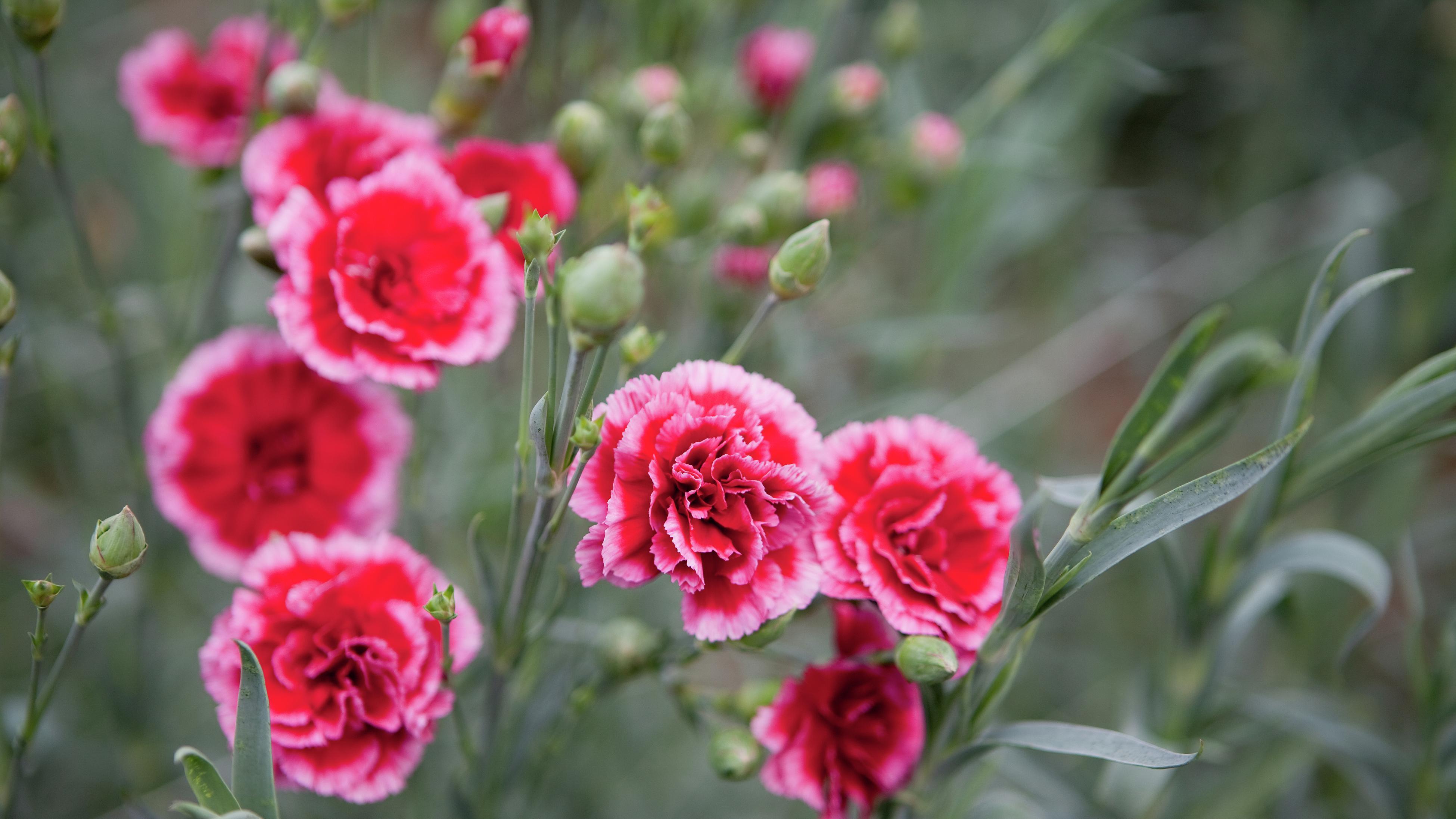 Carnation Flower Low Prices Red Carnations Green Edges