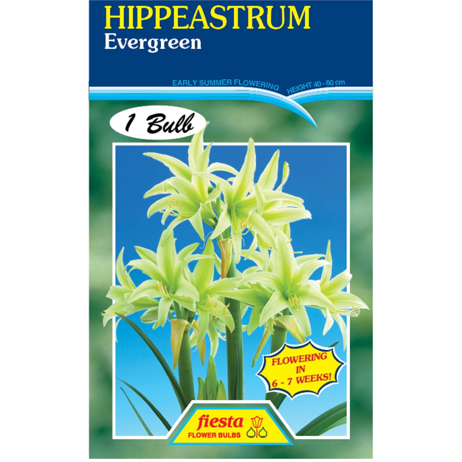 Hippeastrum Evergreen Bunnings New Zealand