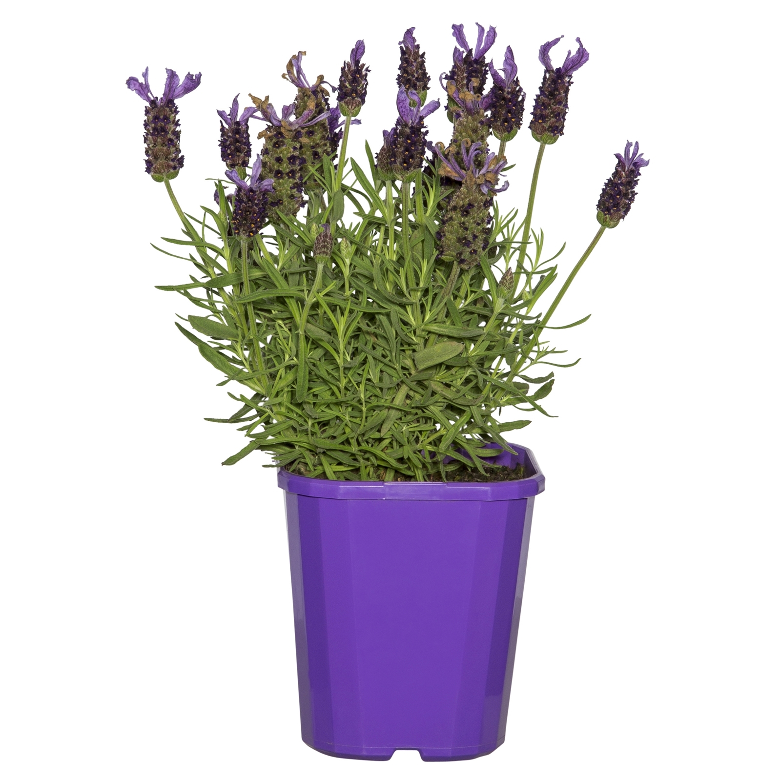 140mm Lavender Javelin Lavandula species Bunnings Australia