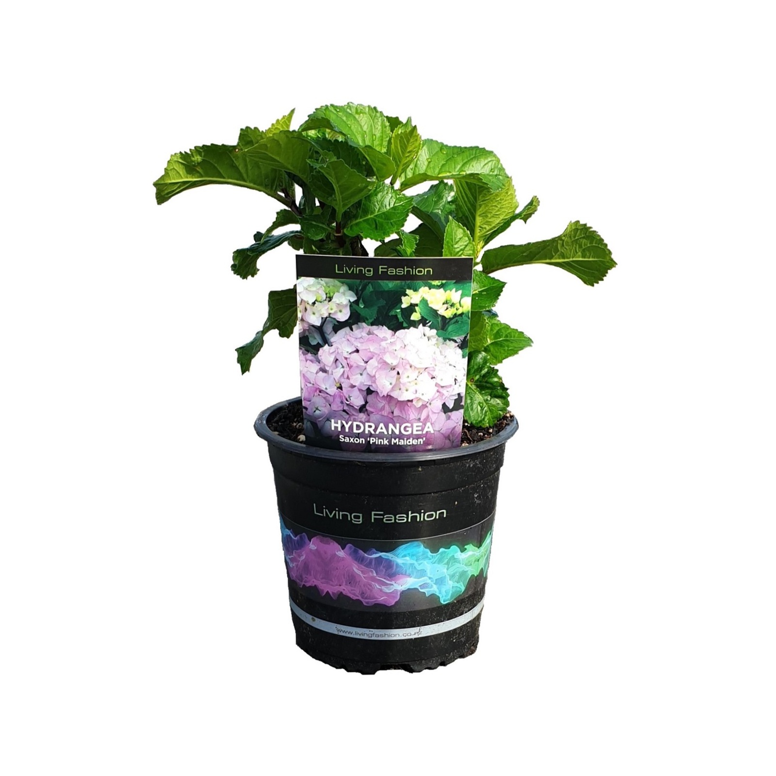 1.5L Hydrangea Pink Maiden Hydrangea saxon Bunnings New Zealand