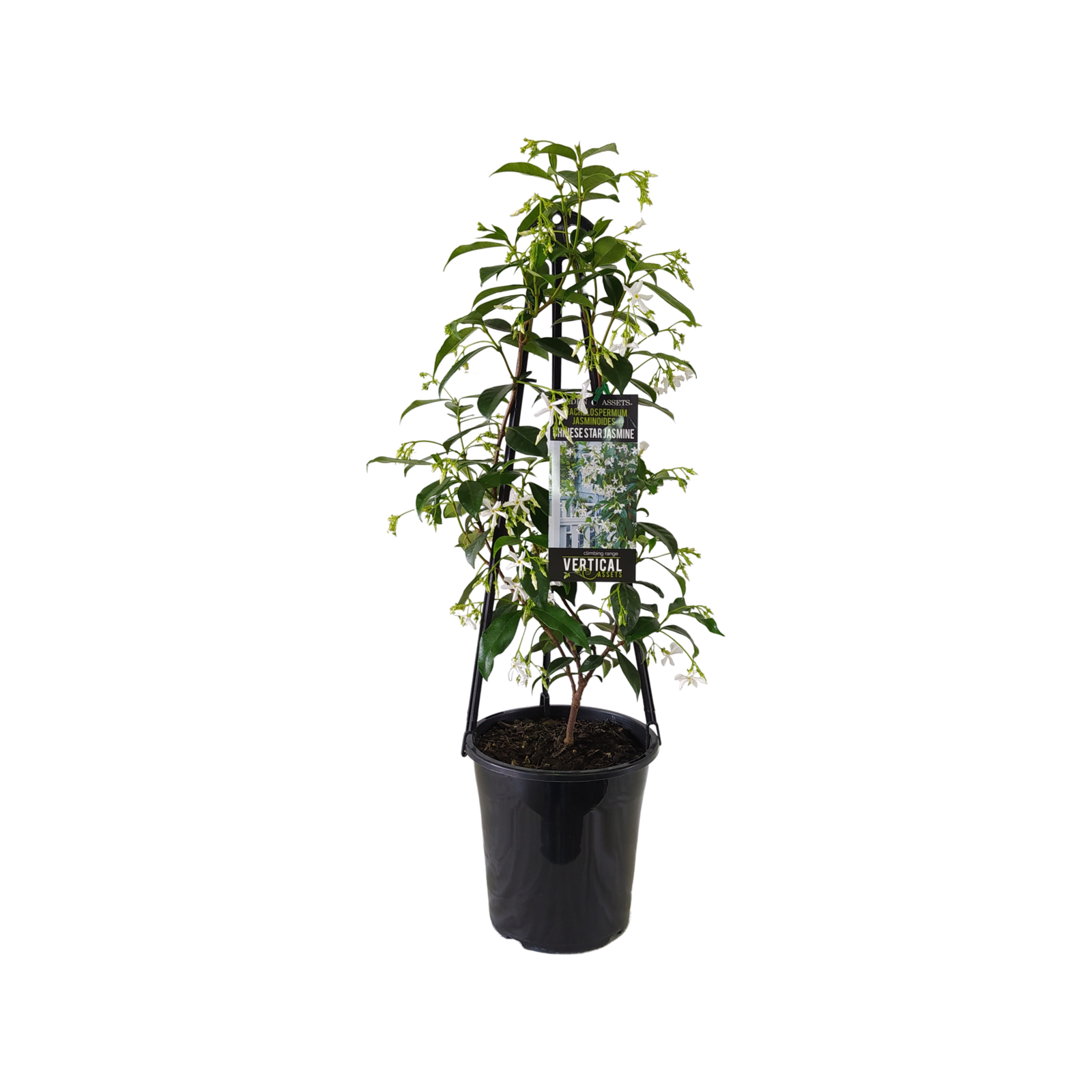 180mm Star Jasmine Trachelospermum jasminoides Bunnings Australia