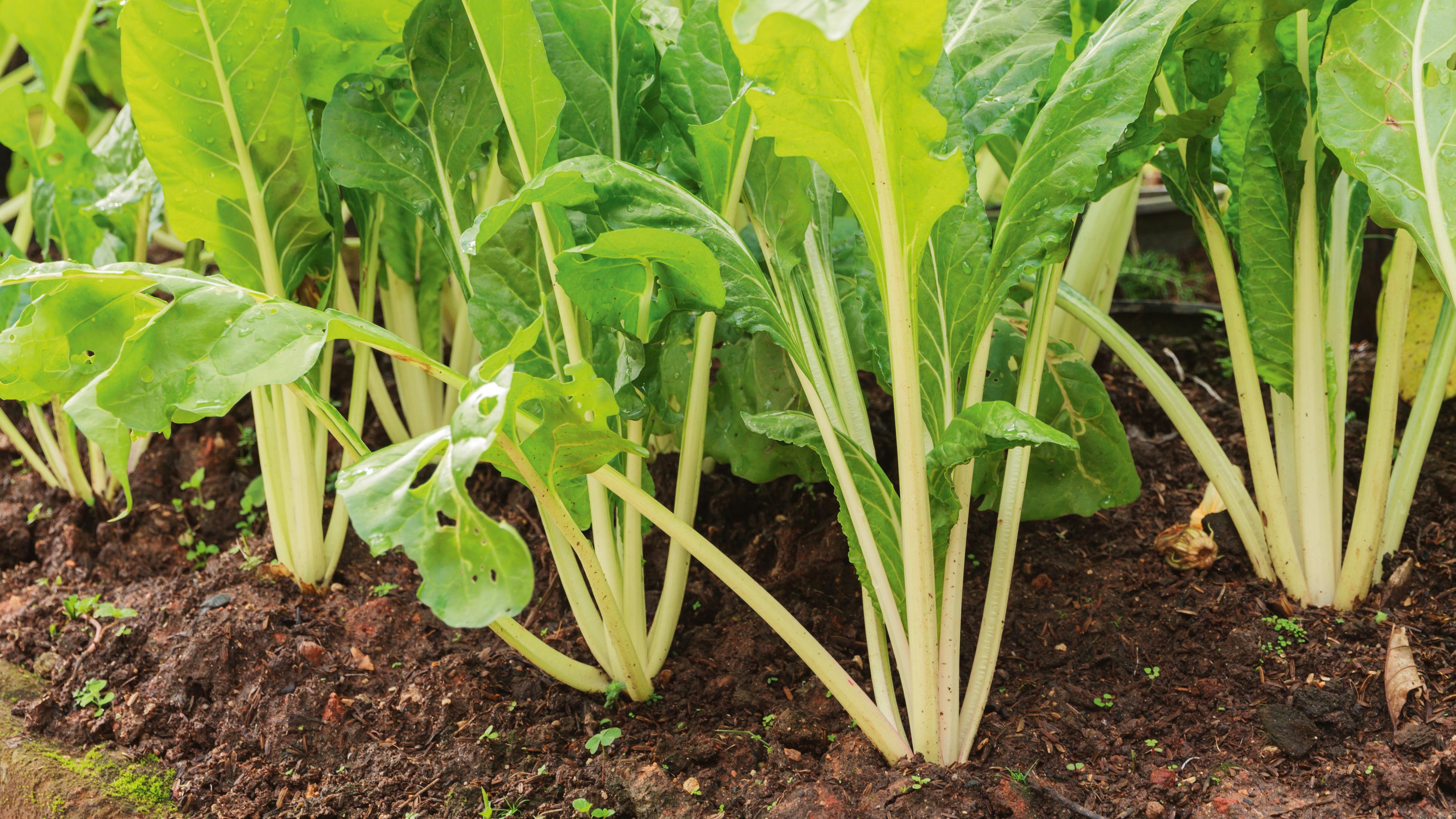 Silverbeet growing in a vegetable patch