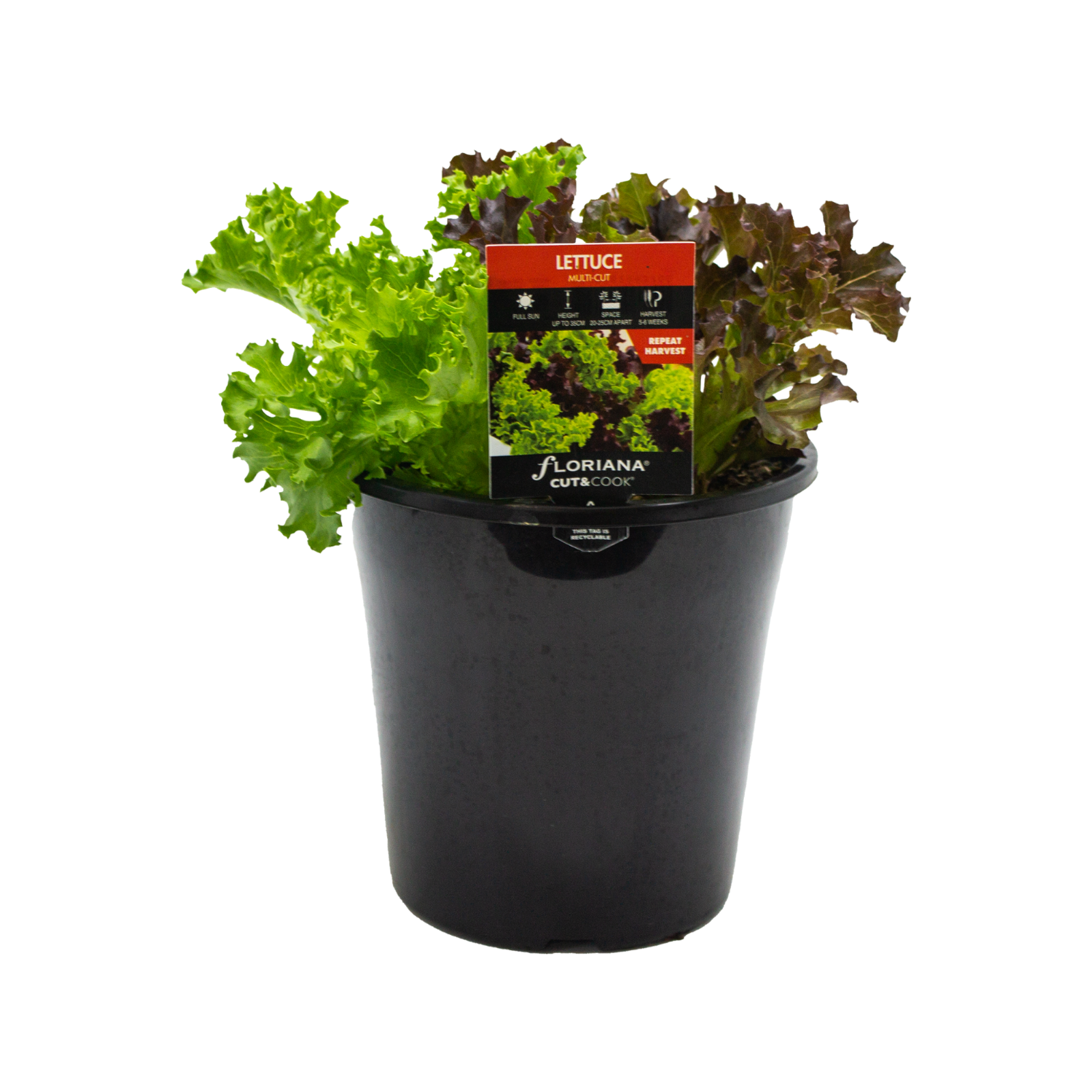 180mm Lettuce Multi Cut Lactuca sativa Cut & Cook Bunnings Australia