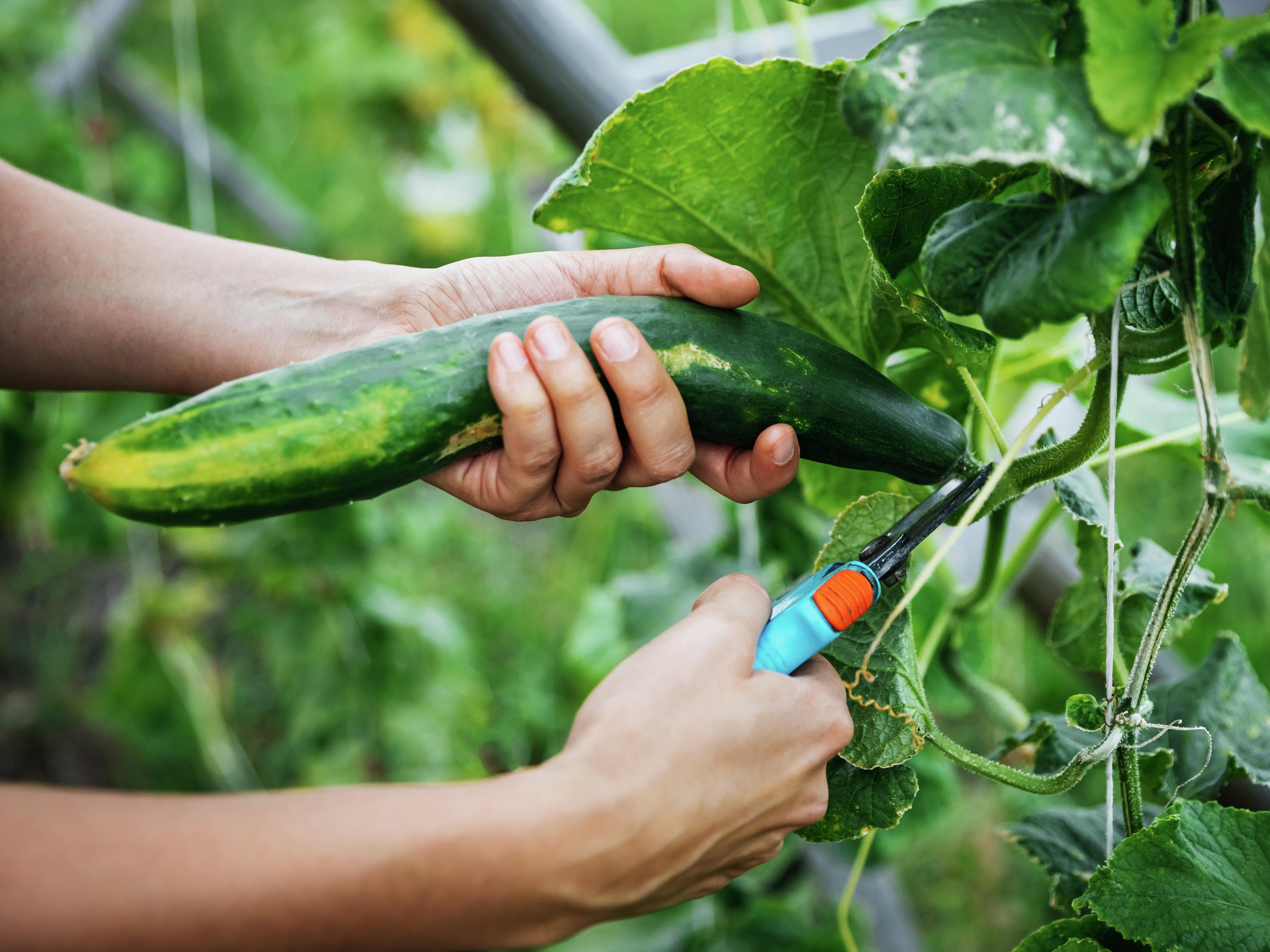 How to Trellis Cucumbers (with Pictures) - wikiHow