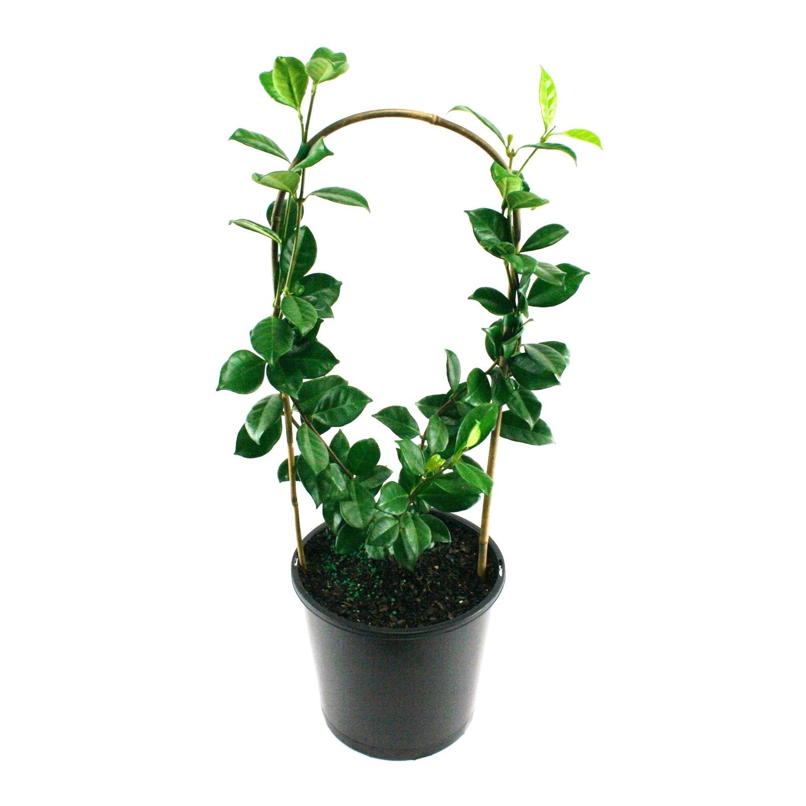 200mm Chinese Star Jasmine Trachelospermum jasminoides Bunnings Australia