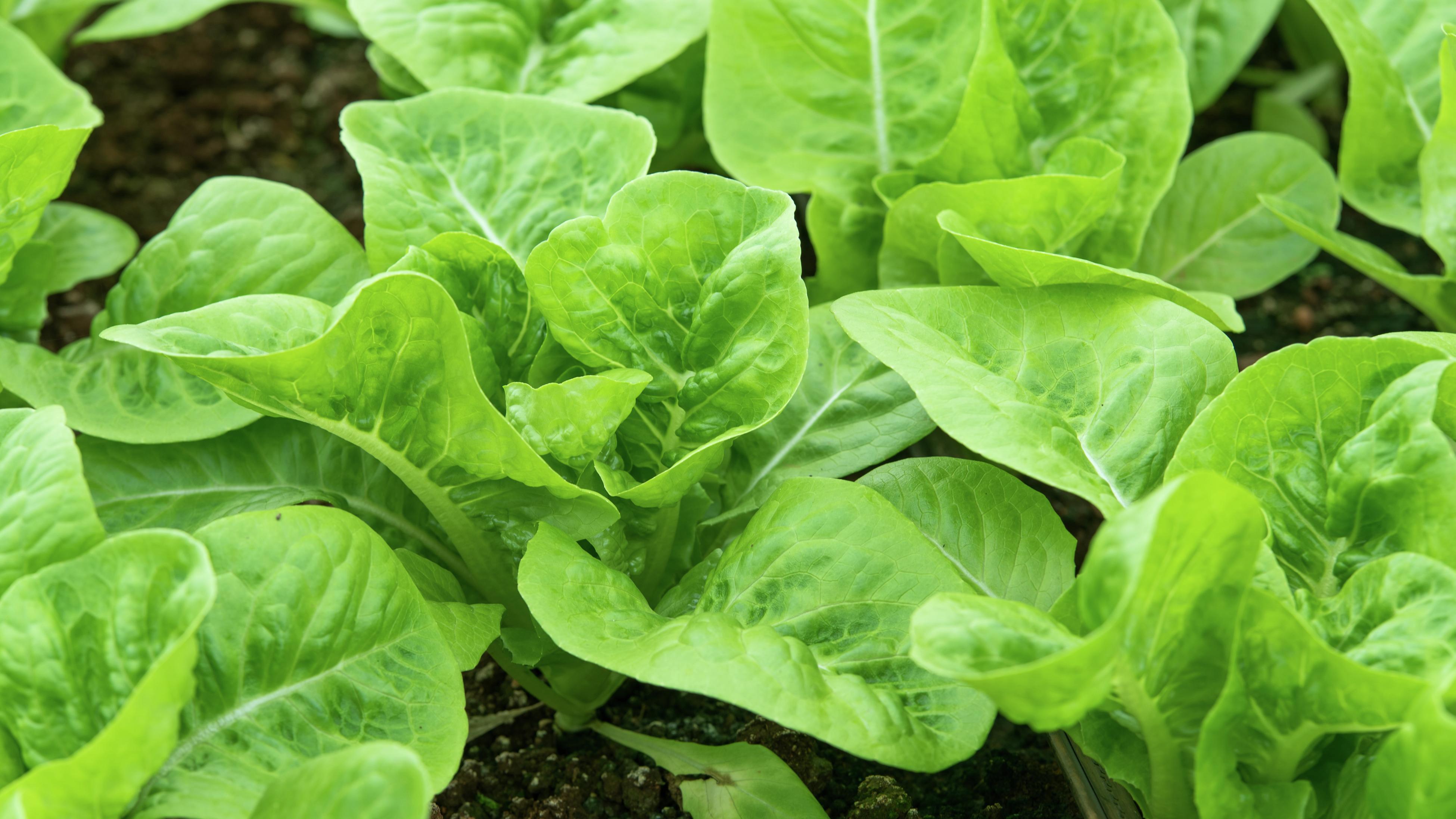 Fresh cos lettuce growing in a vegetable garden