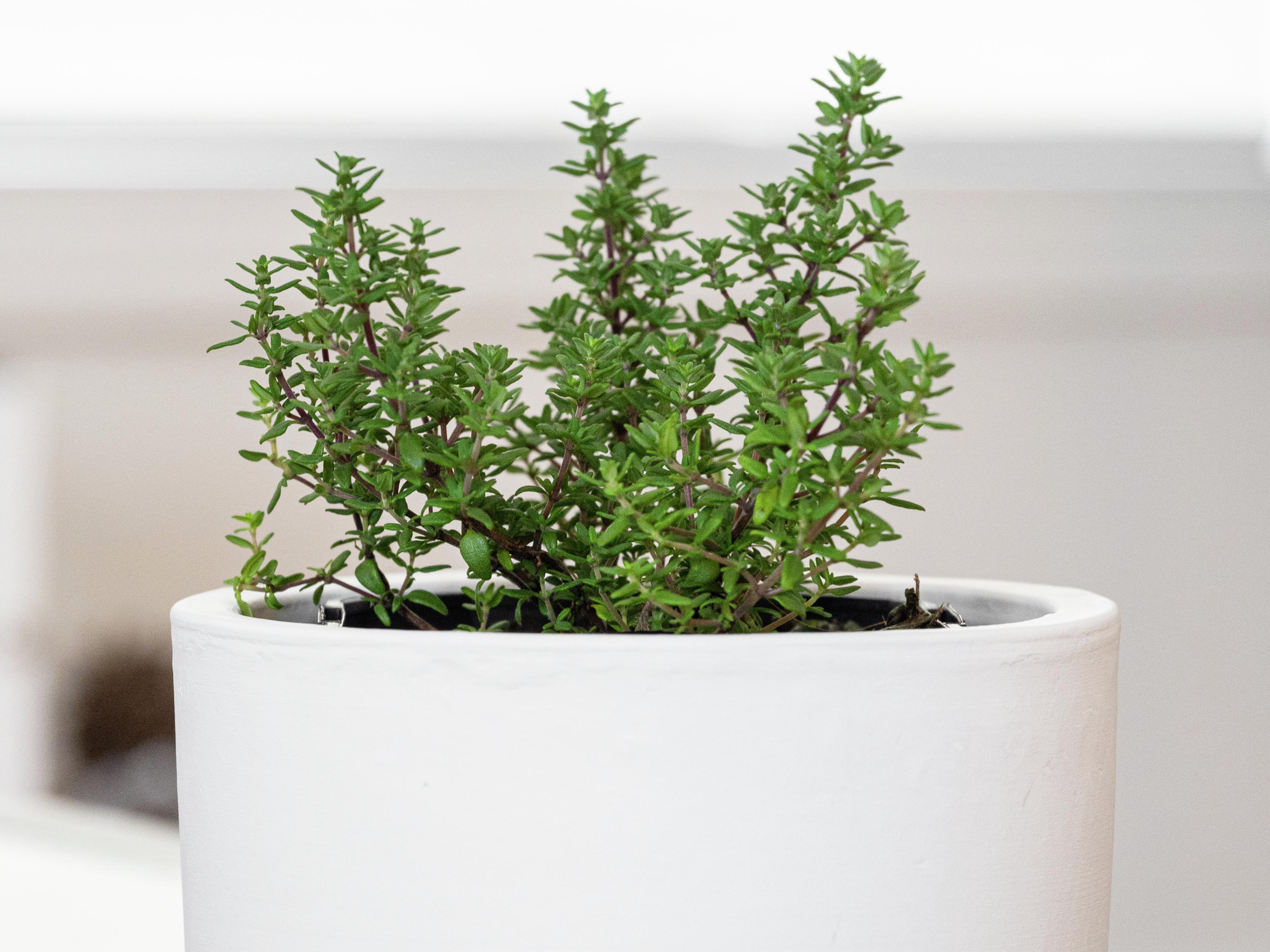 How to Grow Thyme - Growing In The Garden