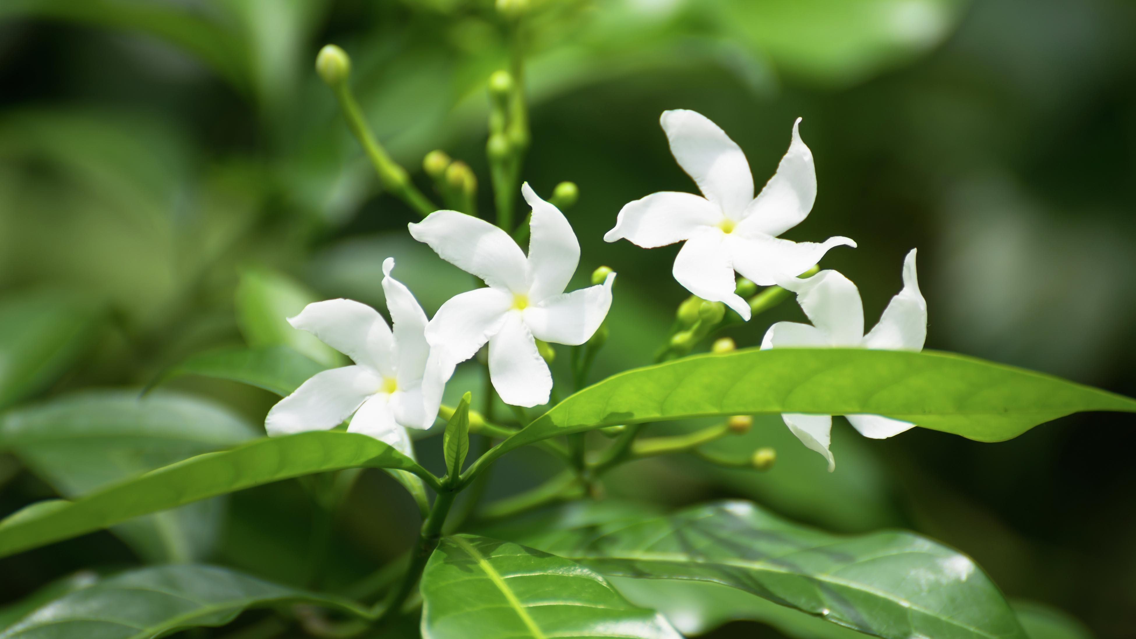 Jasmine flowers blooming in the sunshine