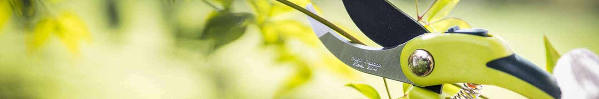 Cutting branch with secateurs.