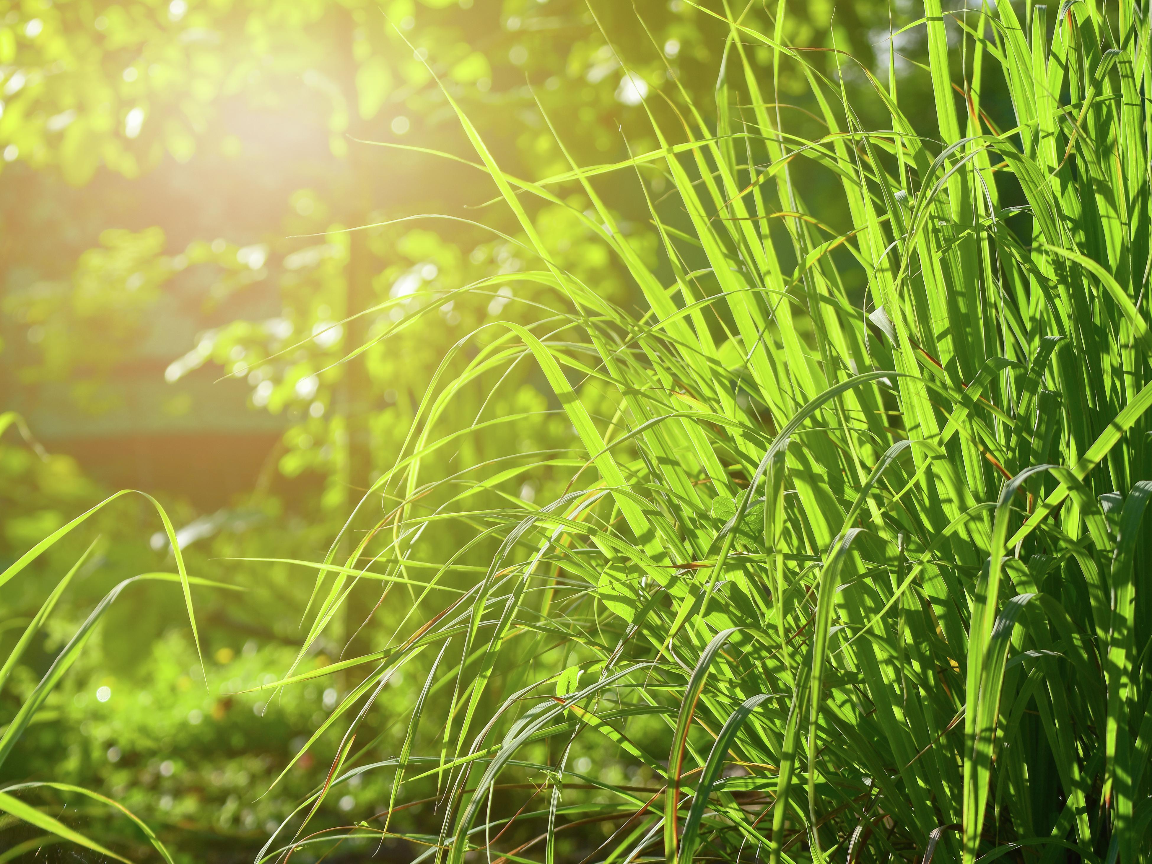 citronella grass